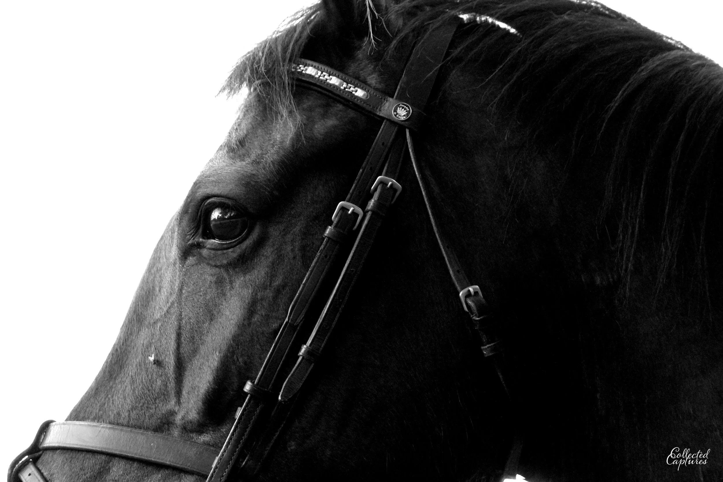 Close-up of a black horse's head with its eye visible, wearing a bridle.