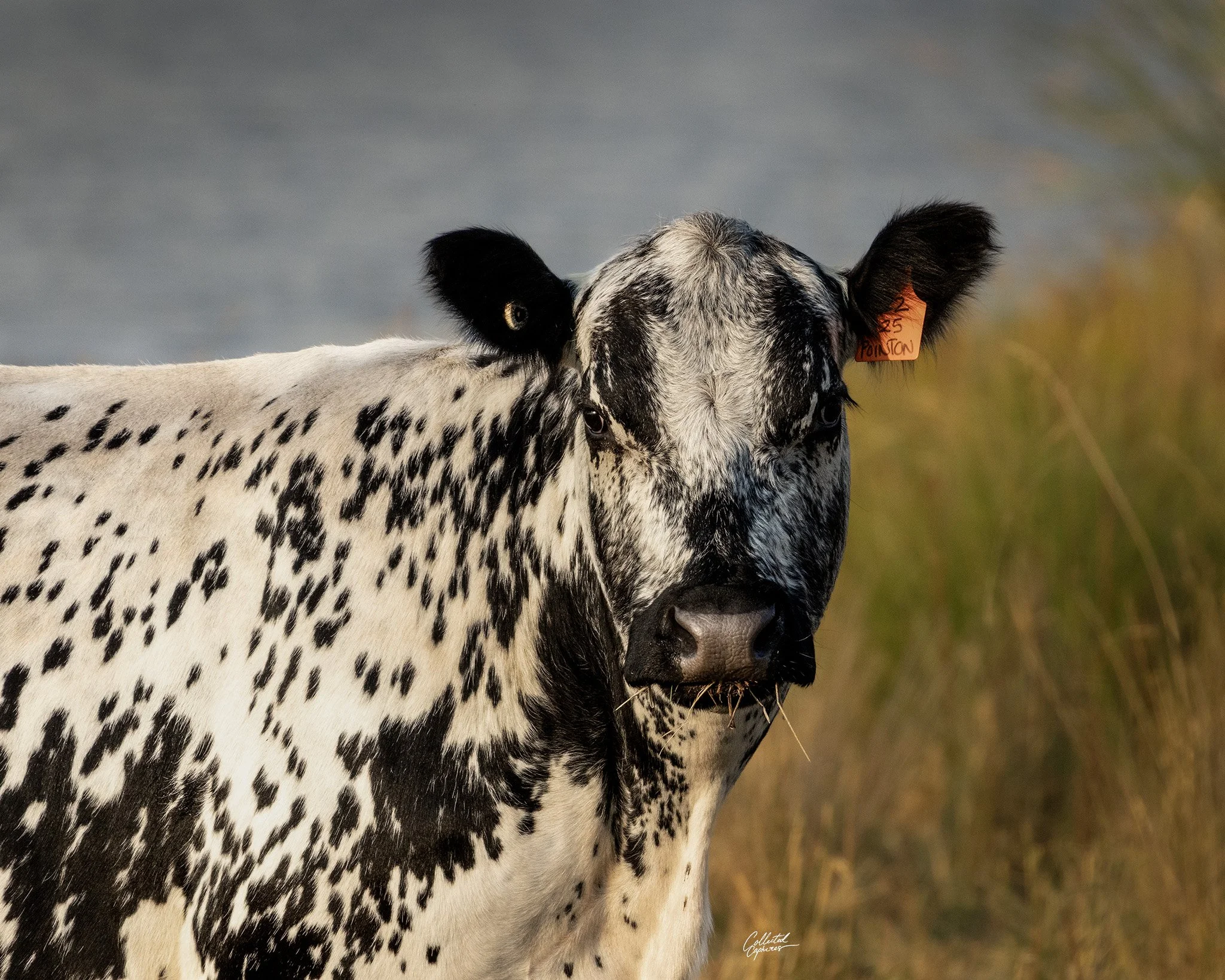 A black and white speckled cow standing outdoors in a grassy field with a cloudy sky in the background.