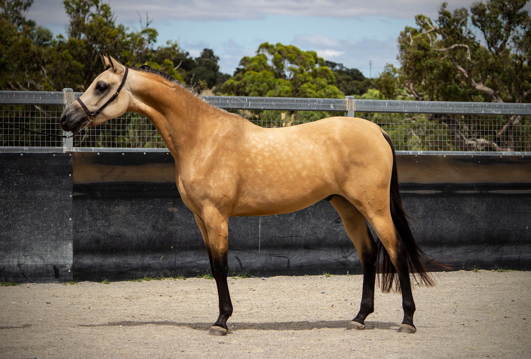 A buckskin horse with a black mane and tail, standing on a sandy surface in a paddock with a black fence and trees in the background.