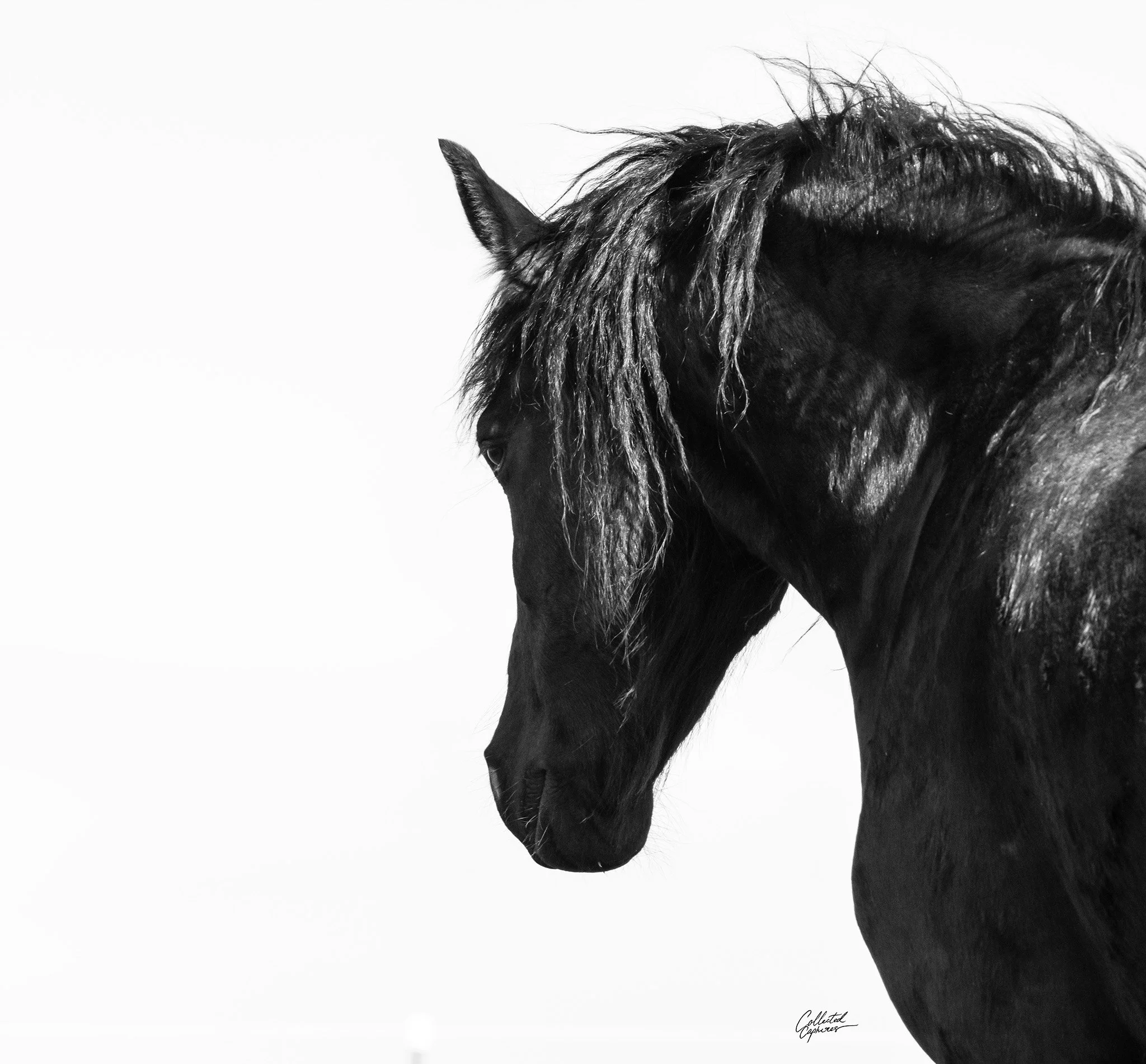 Black horse with a flowing mane looking down, set against a plain white background