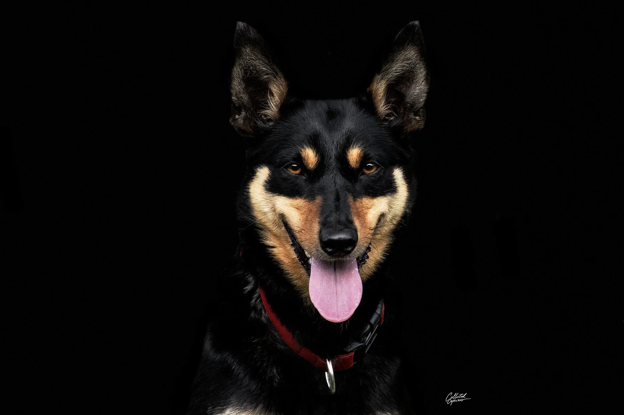 A black and tan dog with pointed ears, a red collar, and its tongue out against a black background.