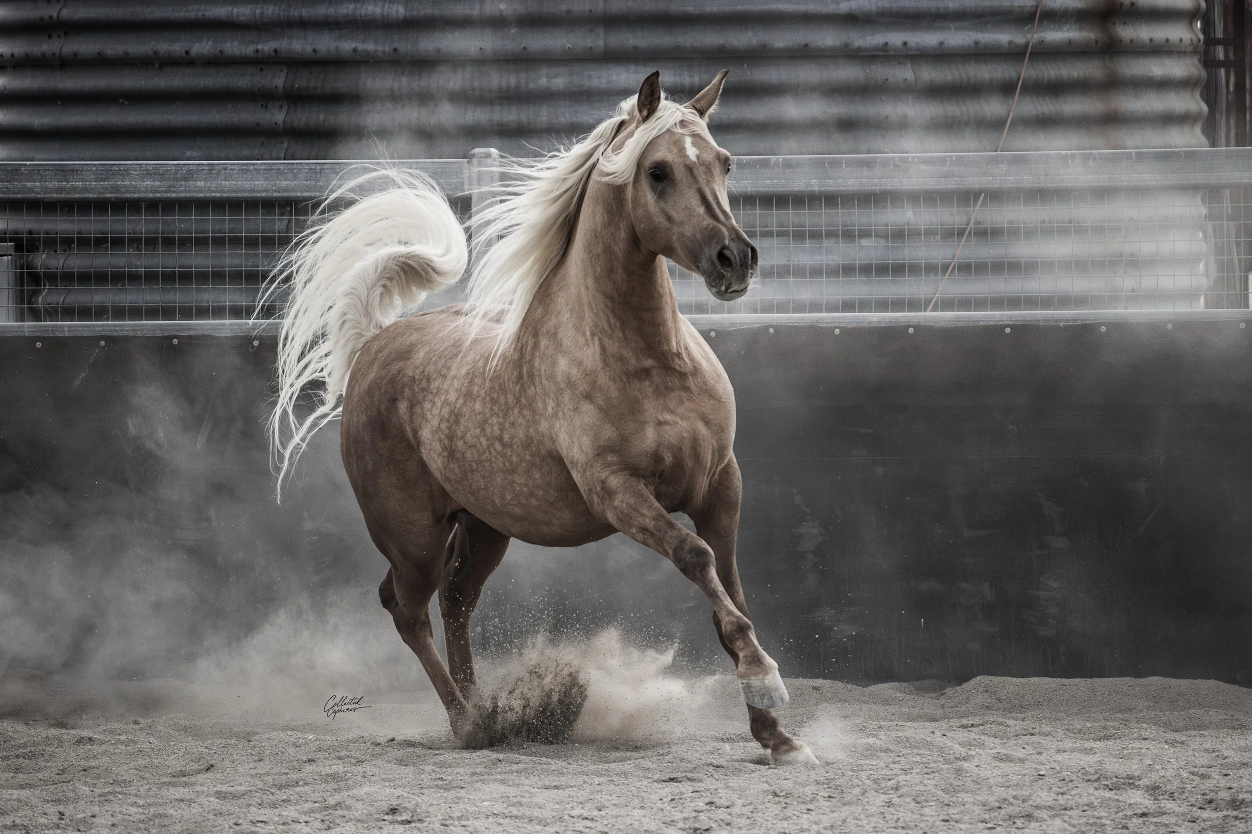 A palomino horse with a flowing white mane running on a dusty surface in a fenced outdoor area.