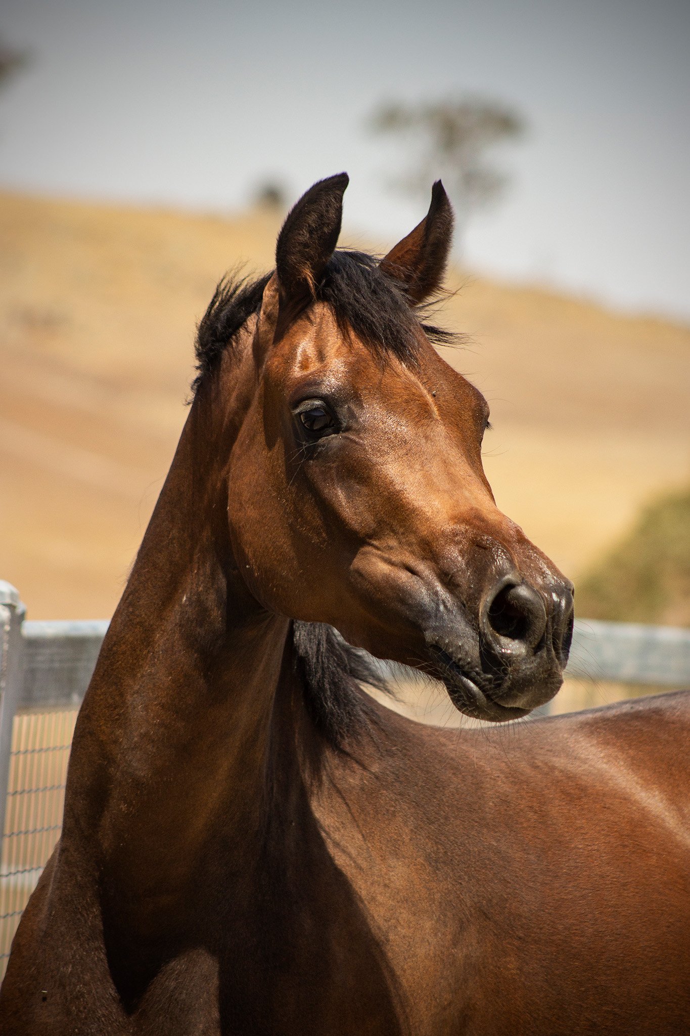 A bay horse standing outdoors near a fence, with a blurred landscape and sky in the background.