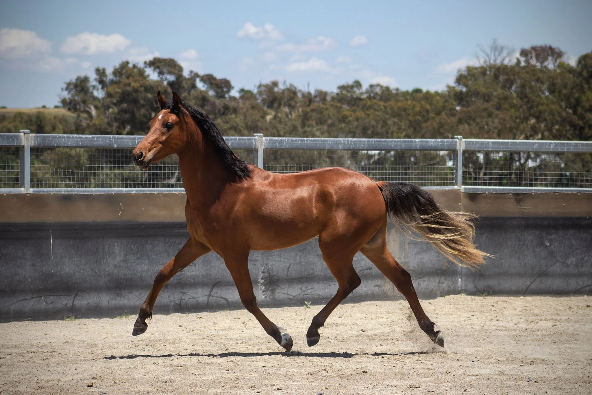 A bay horse trotting in an outdoor arena with a metal fence and trees in the background on a partly cloudy day.