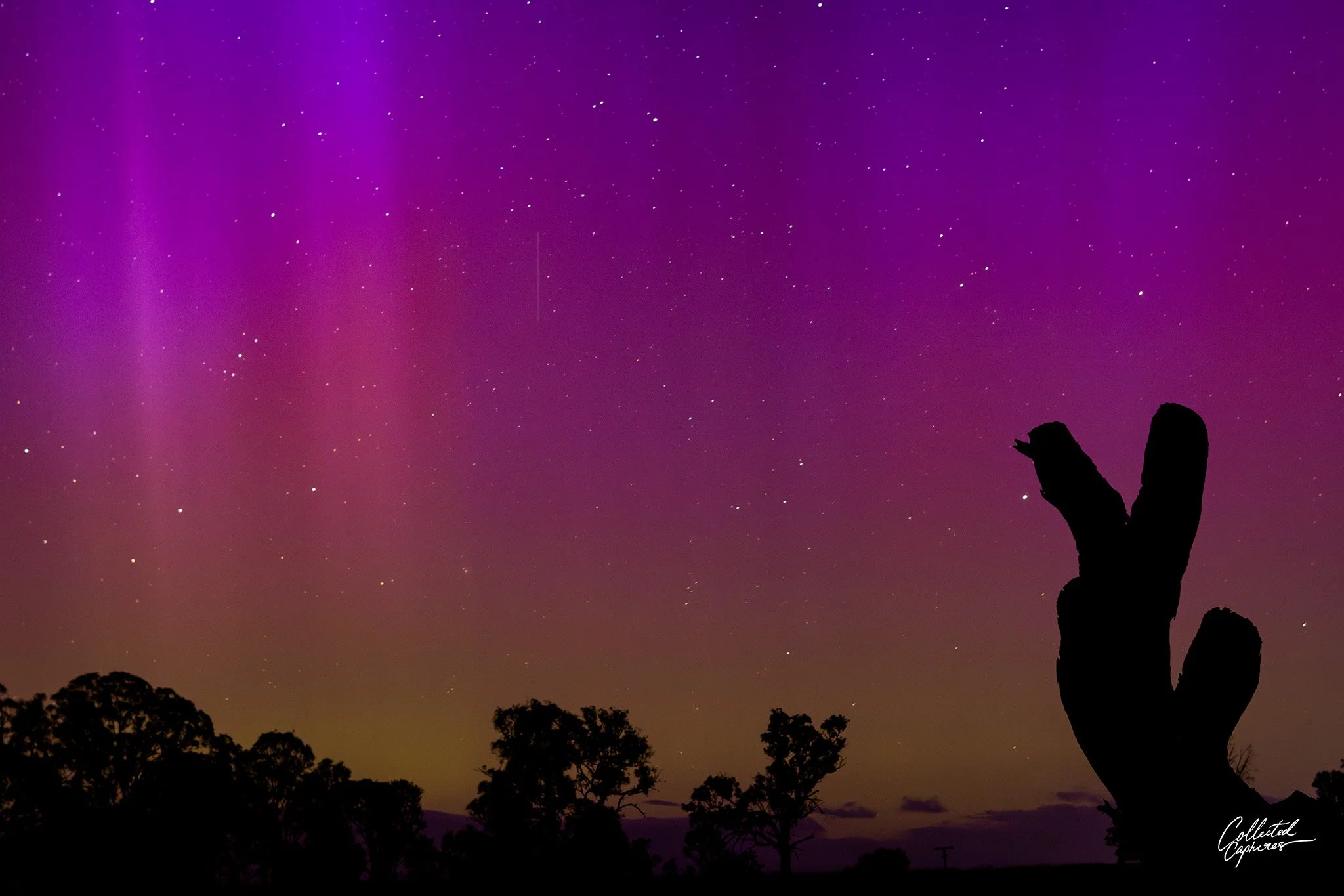 Silhouette of a tree stump against a colorful night sky with stars and auroras.