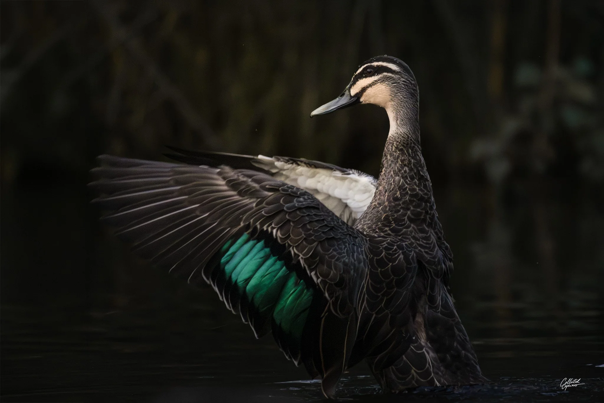 A duck with brown and white feathers, and green-tipped wings, is standing on water with one wing extended.