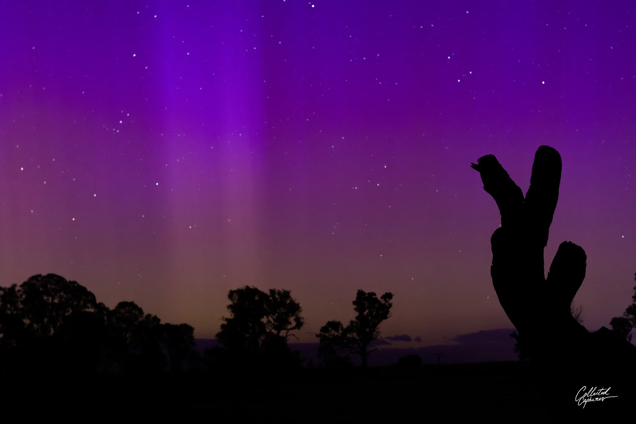 Silhouette of a tree stump and trees under a colorful night sky with stars and purple aurora.