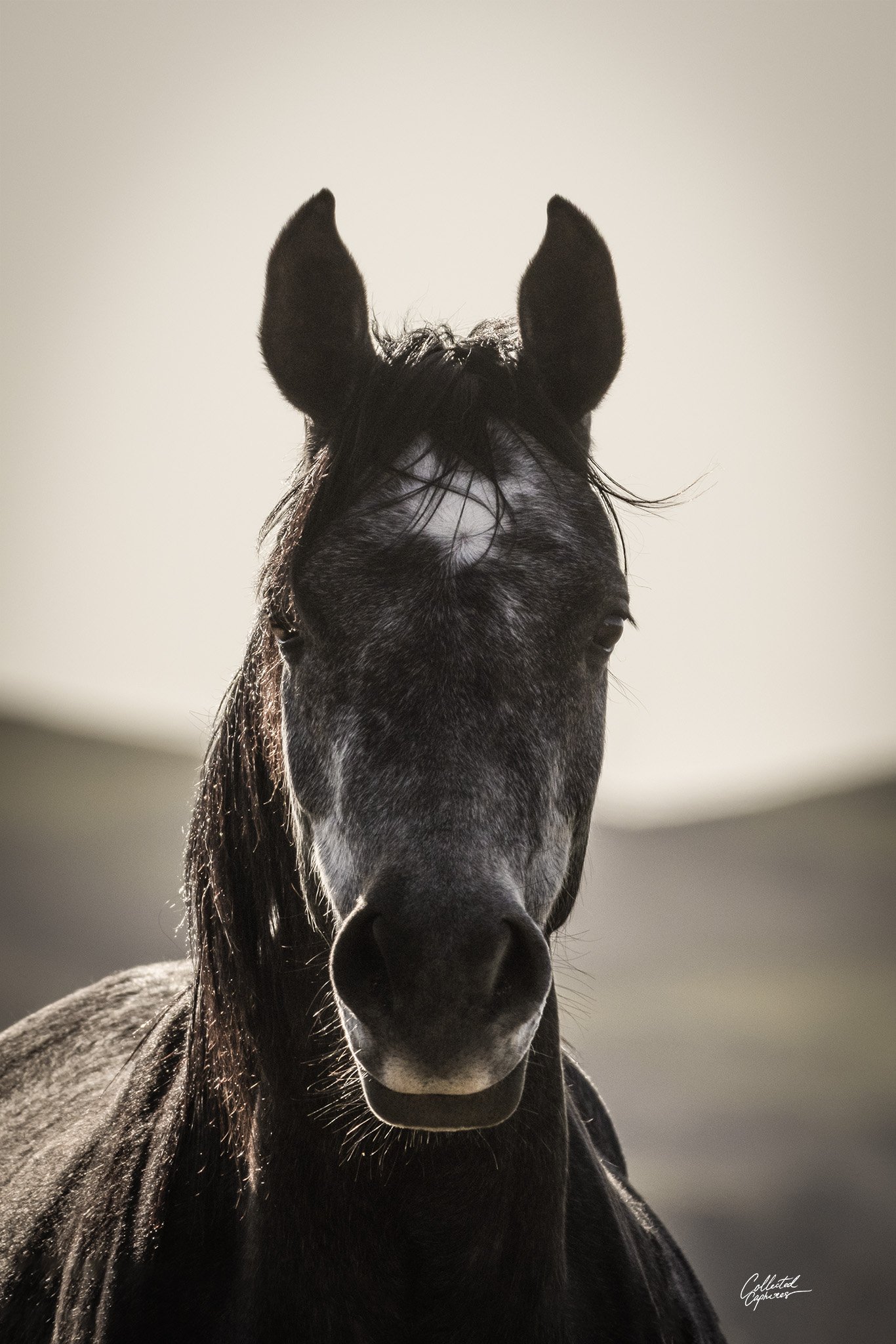 Close-up of a dark-colored horse with a white marking on its face, facing forward against a plain background.