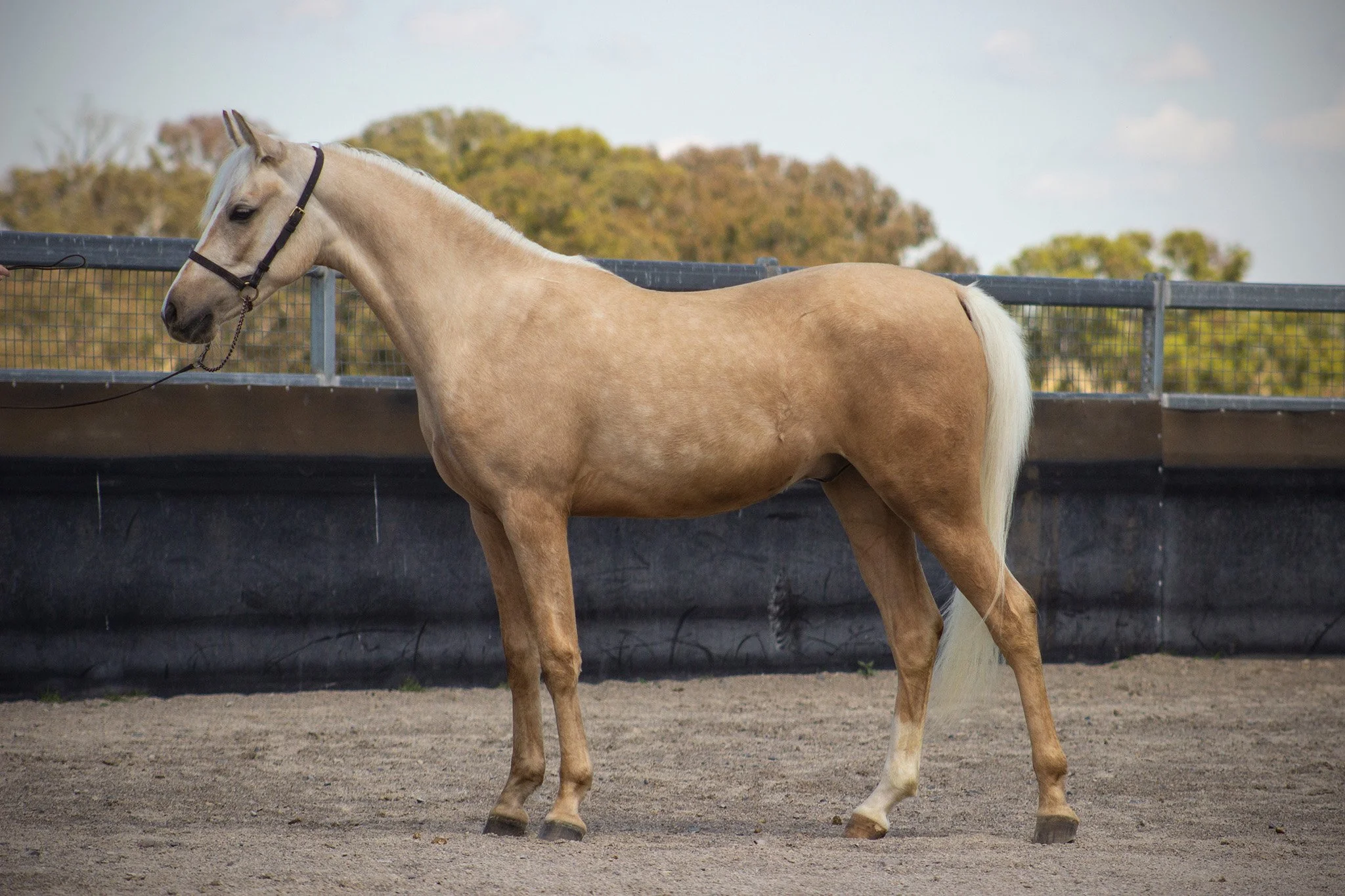 The image shows a palomino horse standing side on to show off his conformation
