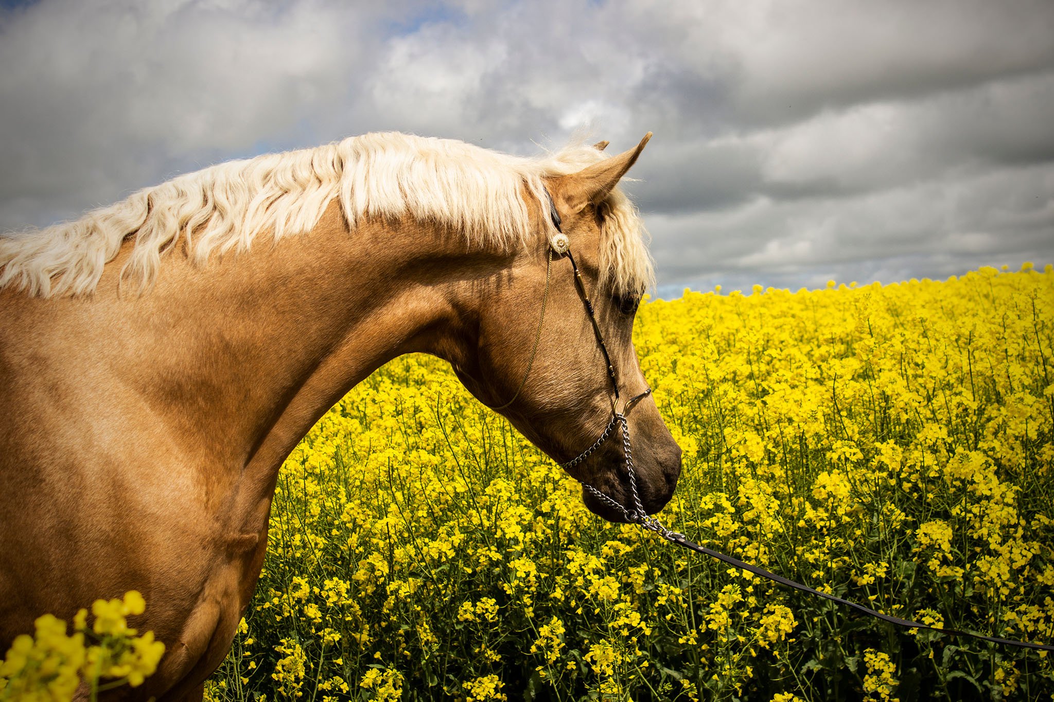 A palomino part arabian horse standing in a field of yellow canola flowers.