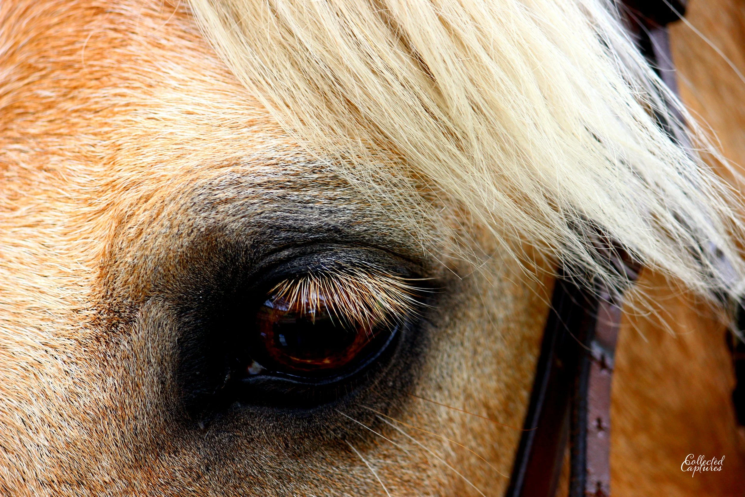 Close-up of a palomino horse's eye with blond mane and brown bridle.