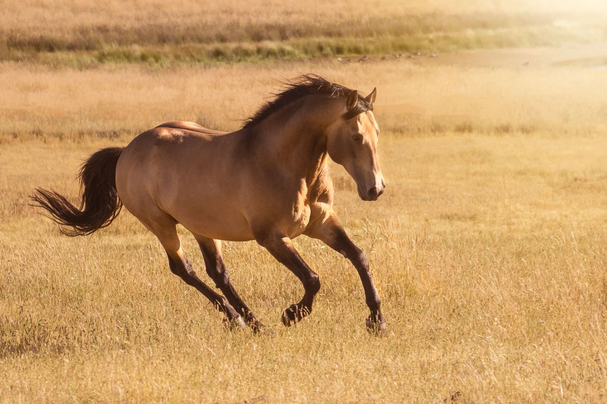 A buckskin stallion cantering through a sunlit paddock.