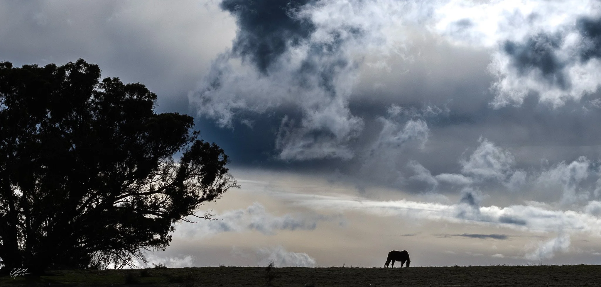 Silhouette of a horse grazing on a hillside with a large tree and a cloudy sky in the background.
