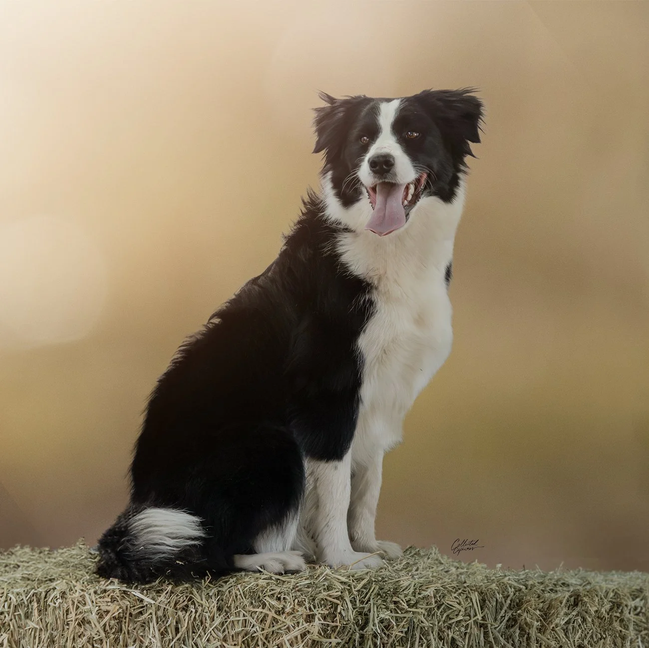 A happy black and white Border Collie sitting on hay with a neutral background.