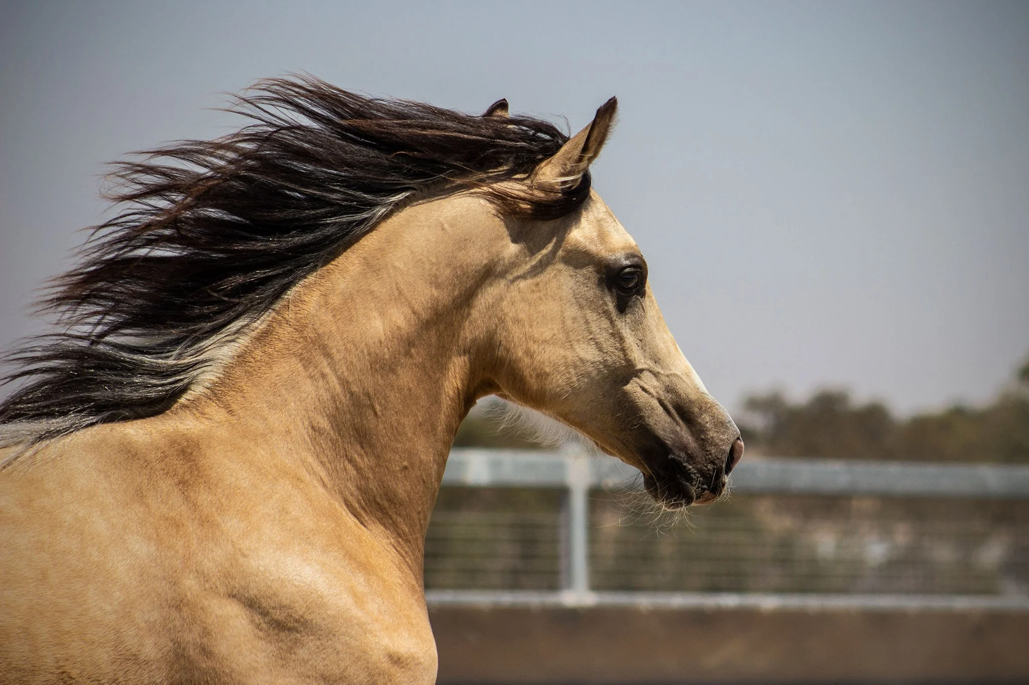 A buckskin horse with his black mane flowing in the wind, standing outdoors with a blurred background of fencing and trees.
