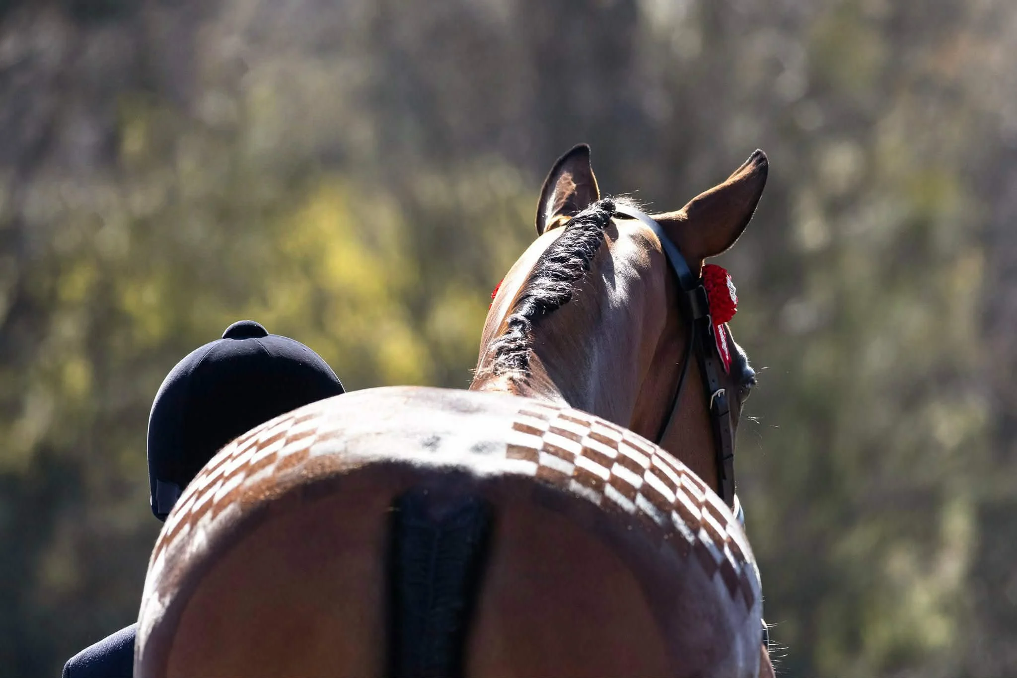 The image shows a horse and rider with their backs to the camera. In the shot you can see the quartermark patterns on the horse's rump and then it's braided neck.