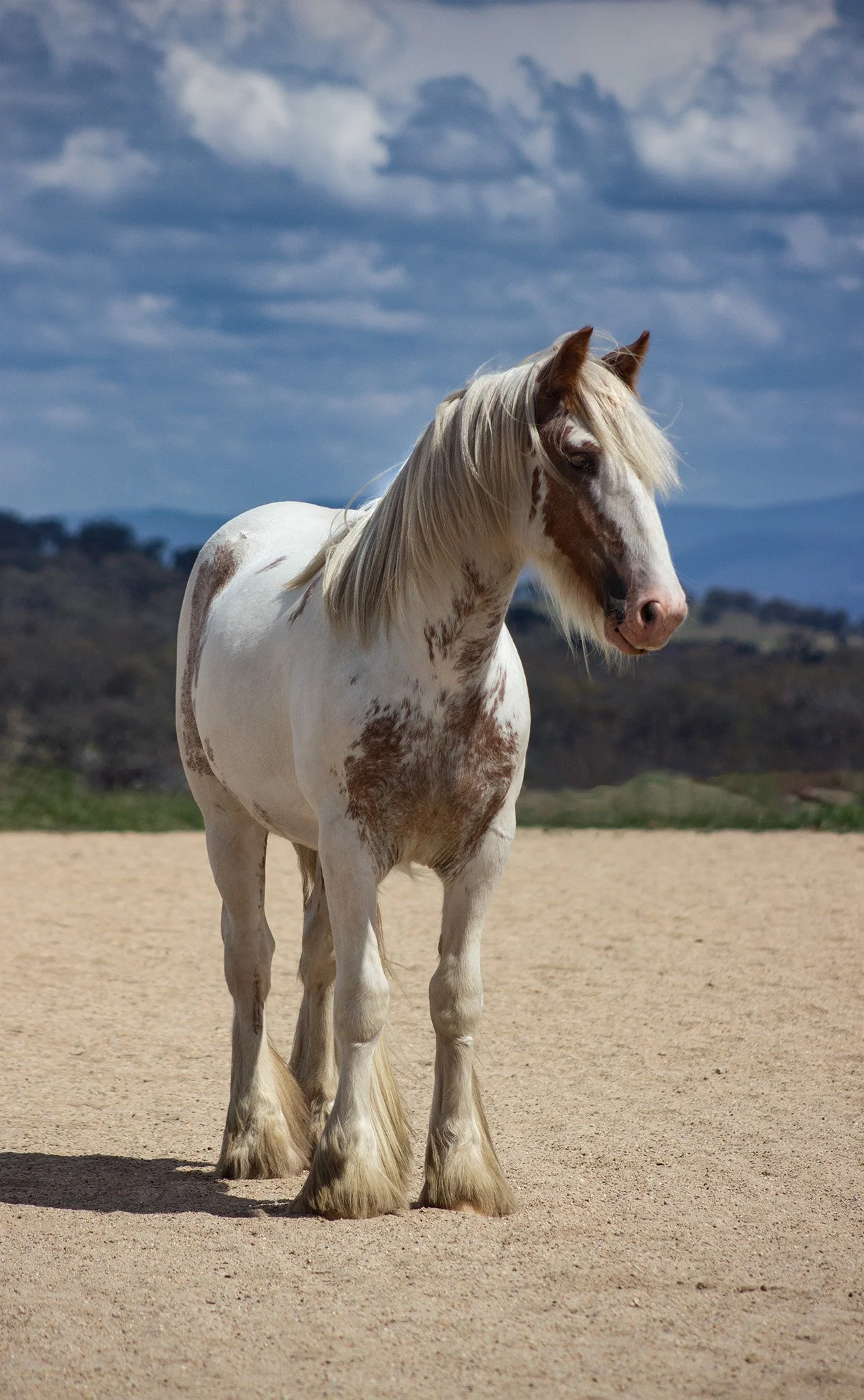 A white and brown pinto horse standing on sandy ground with mountains and cloudy sky in the background.