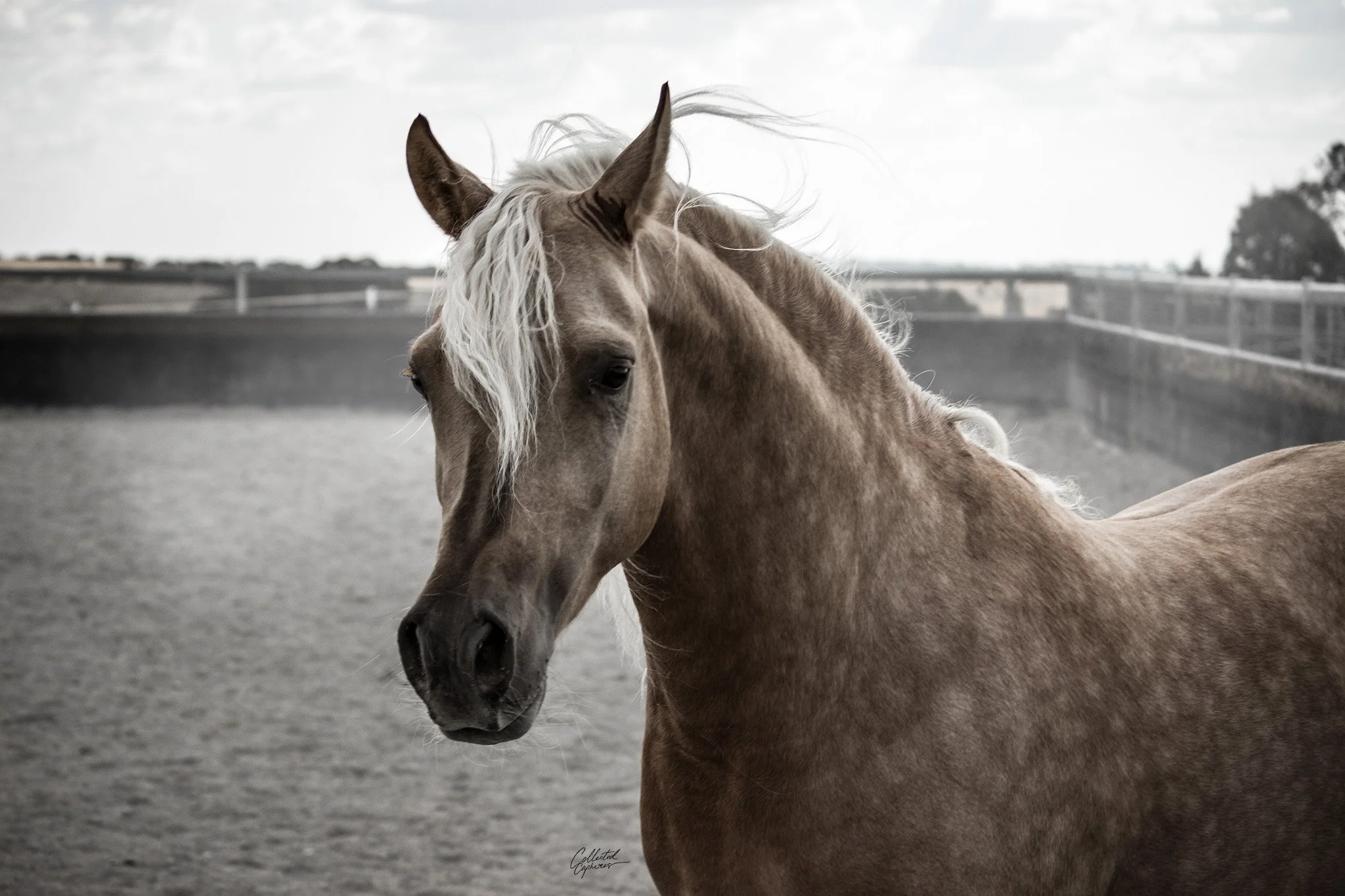 A palomino horse with a white mane standing on a racetrack with a gray fence in the background.