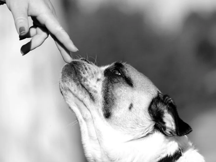 A person feeding a dog a treat, close-up of the dog's face and hand.