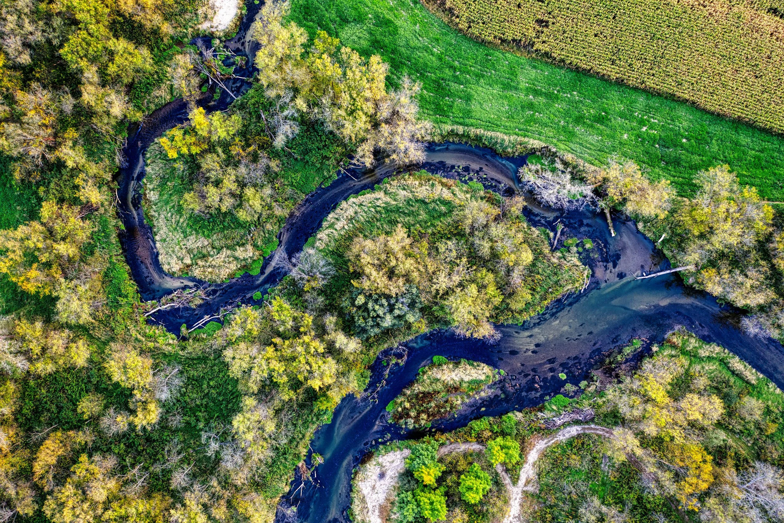 An aerial view of a winding river flowing through a forest with green and yellow foliage, and expanding into agricultural fields.