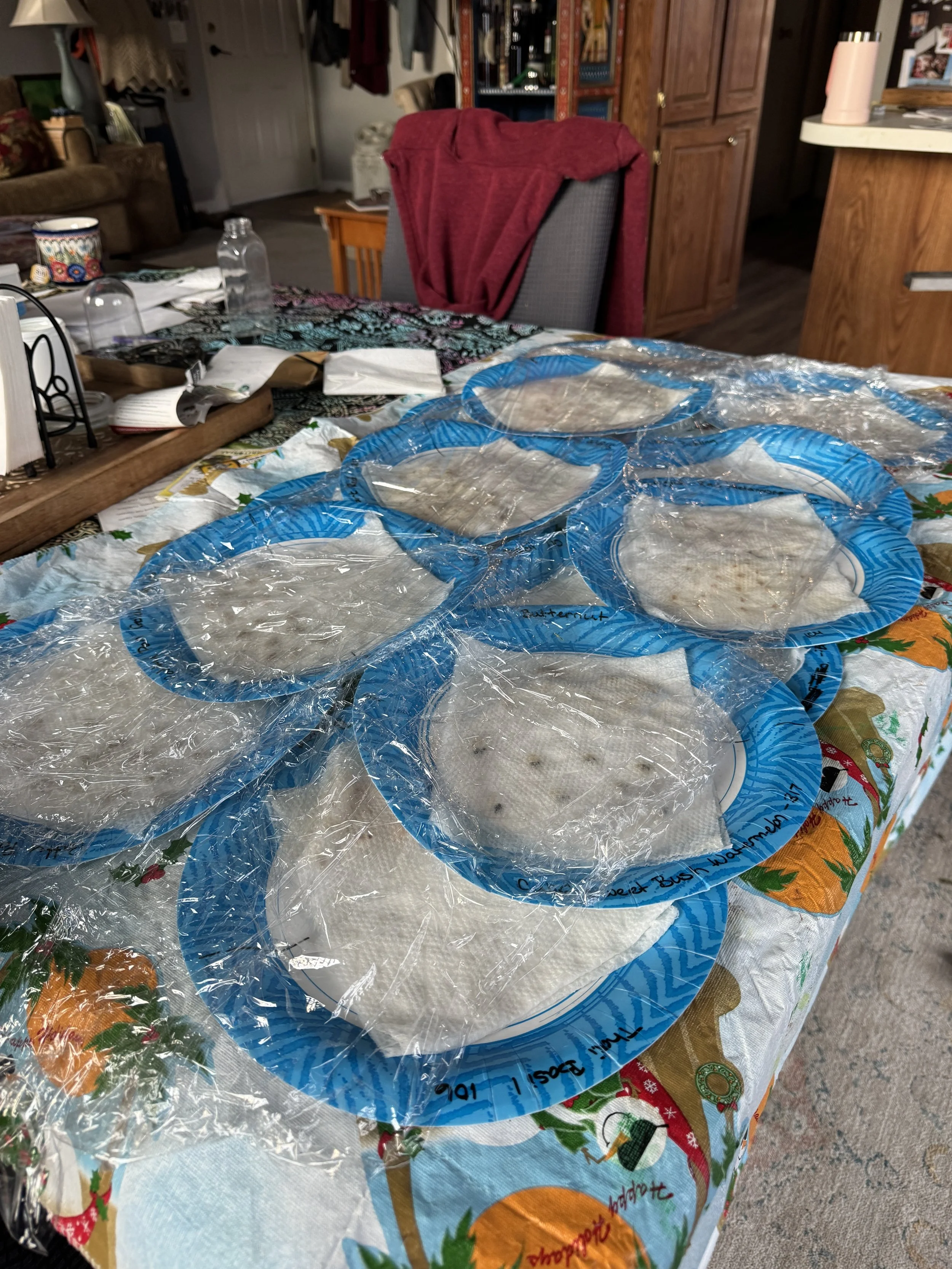 Seeds started on paper plates and then hand picked and planted once they have sprouted to insure viability and quality.