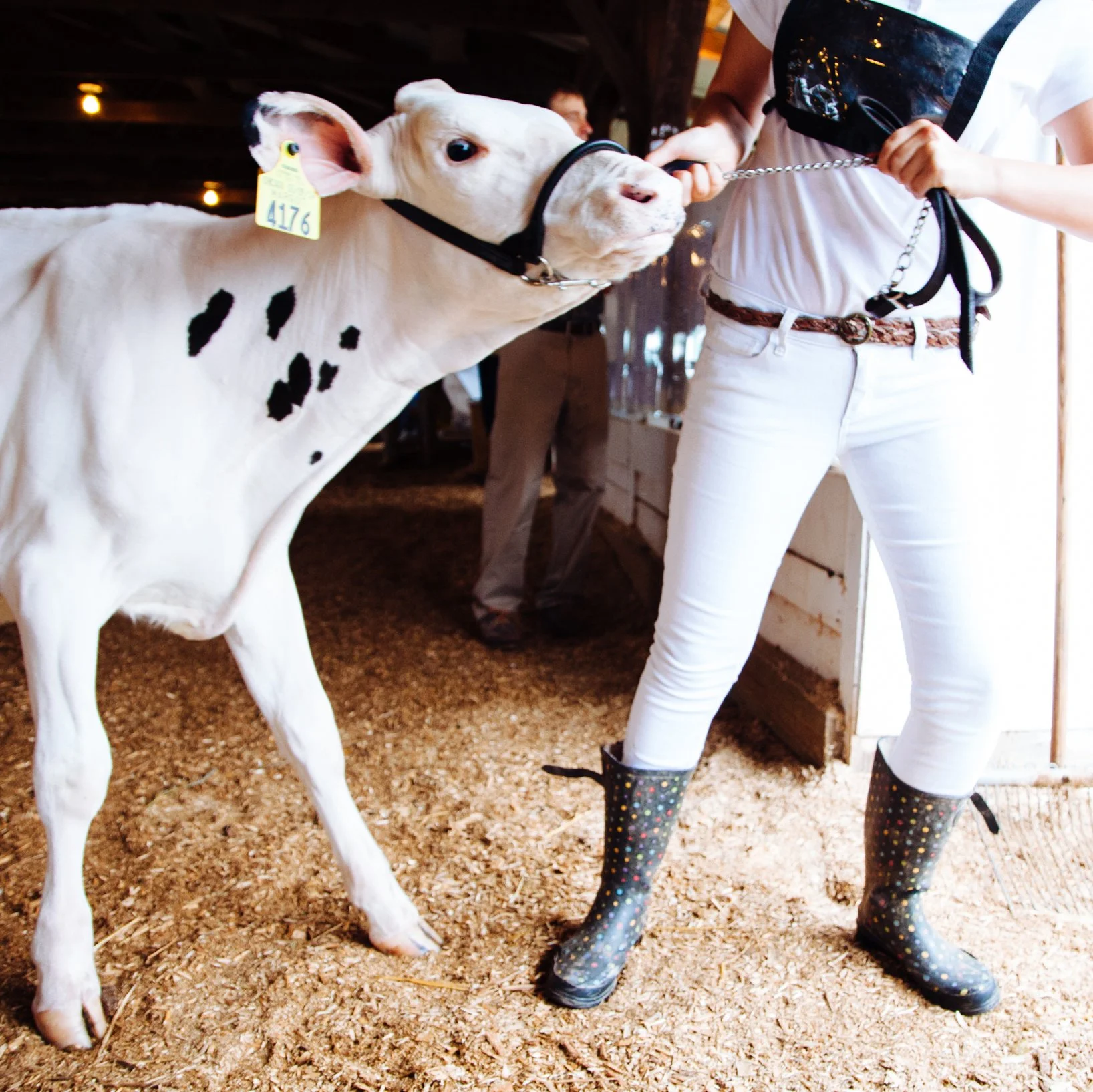 4H member showing her cow at the Delaware County Fair
