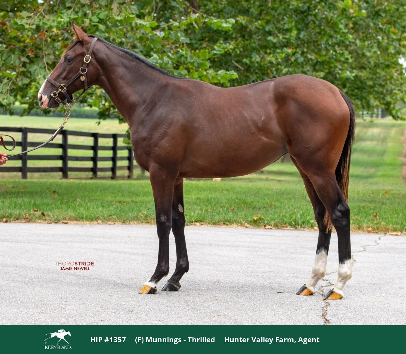 Thrilled/Munnings 2024-
Purchased Keeneland September Sale for $90,000-
Racing Prospect