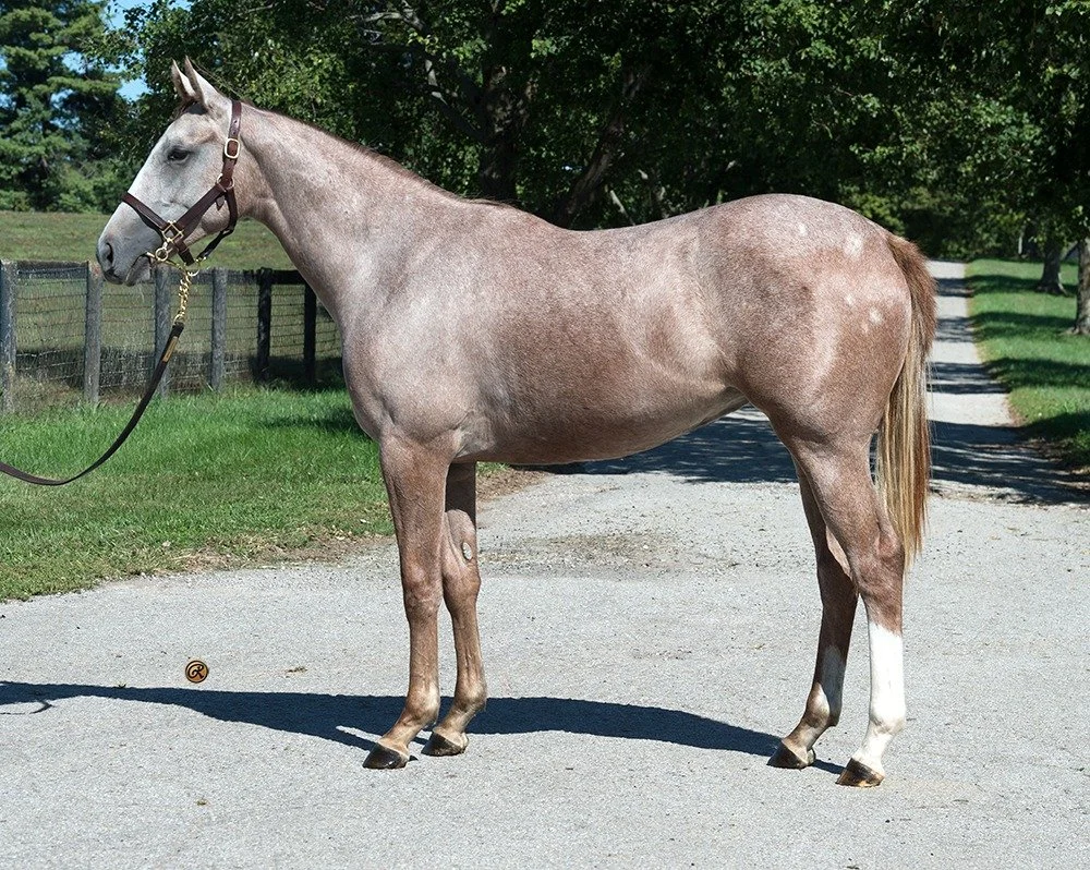 Blues Corner/Vino Rosso 2024-
Purchased Fasig-Tipton October 2025 for $150,000-
Full sister Bottle of Rouge has increased earnings to $577,000 and has secured a spot in the Kentucky Oaks-
Racing Prospect