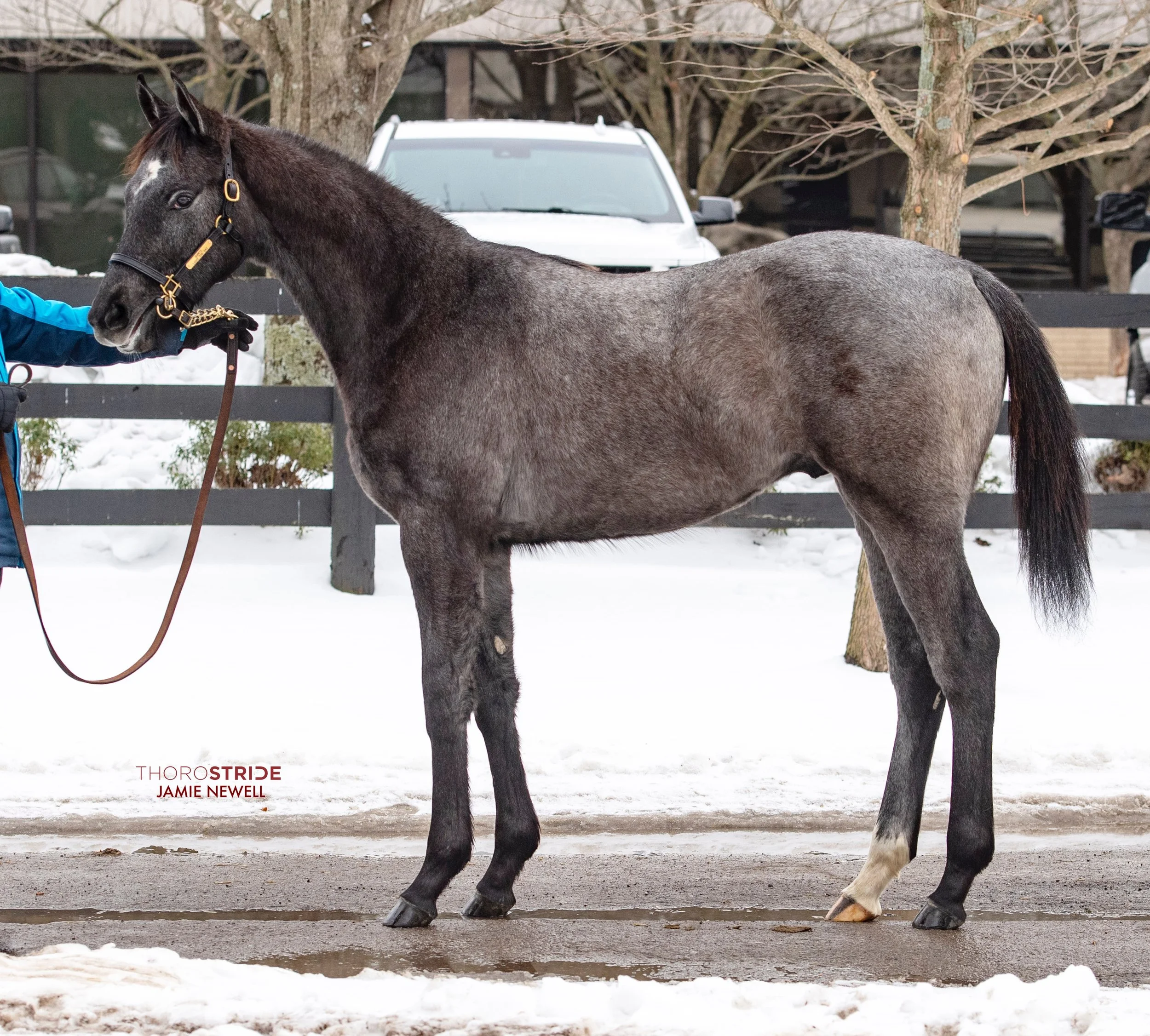 Light the Sky/Gunite 2025-
Purchased Fasig-Tipton Winter Mixed Sale for $230,000-
Pointed for the Fasig-Tipton New York Bred Yearling Sale
