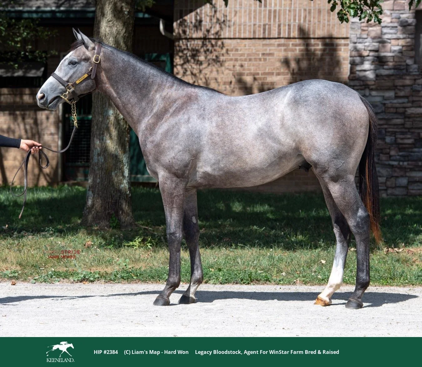 Hard Won/Liam's Map 2024-
Purchased Keeneland September for $40,000-
Racing Prospect