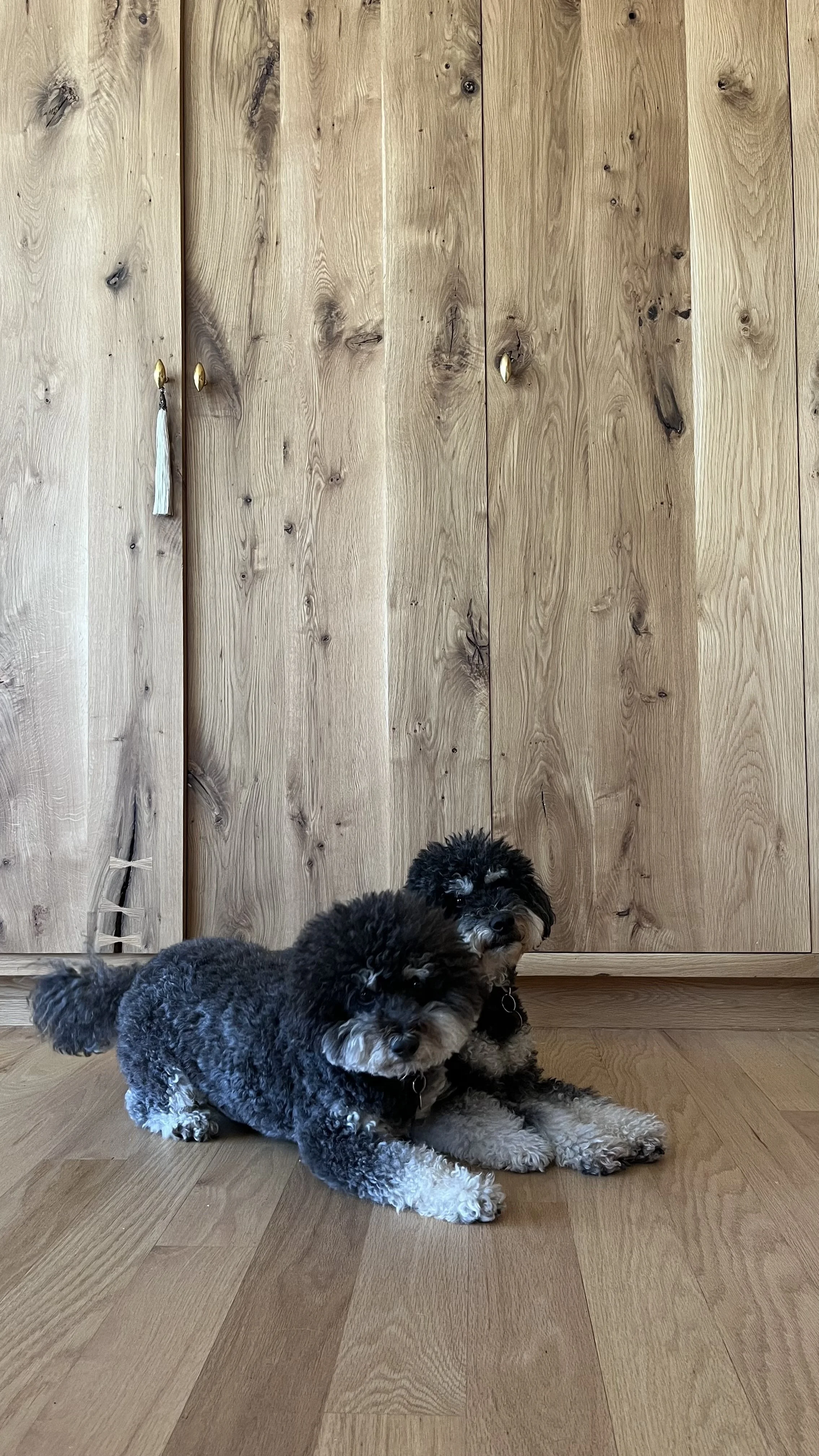 Two puppies resting on a wooden floor in front of a large wooden cabinet.