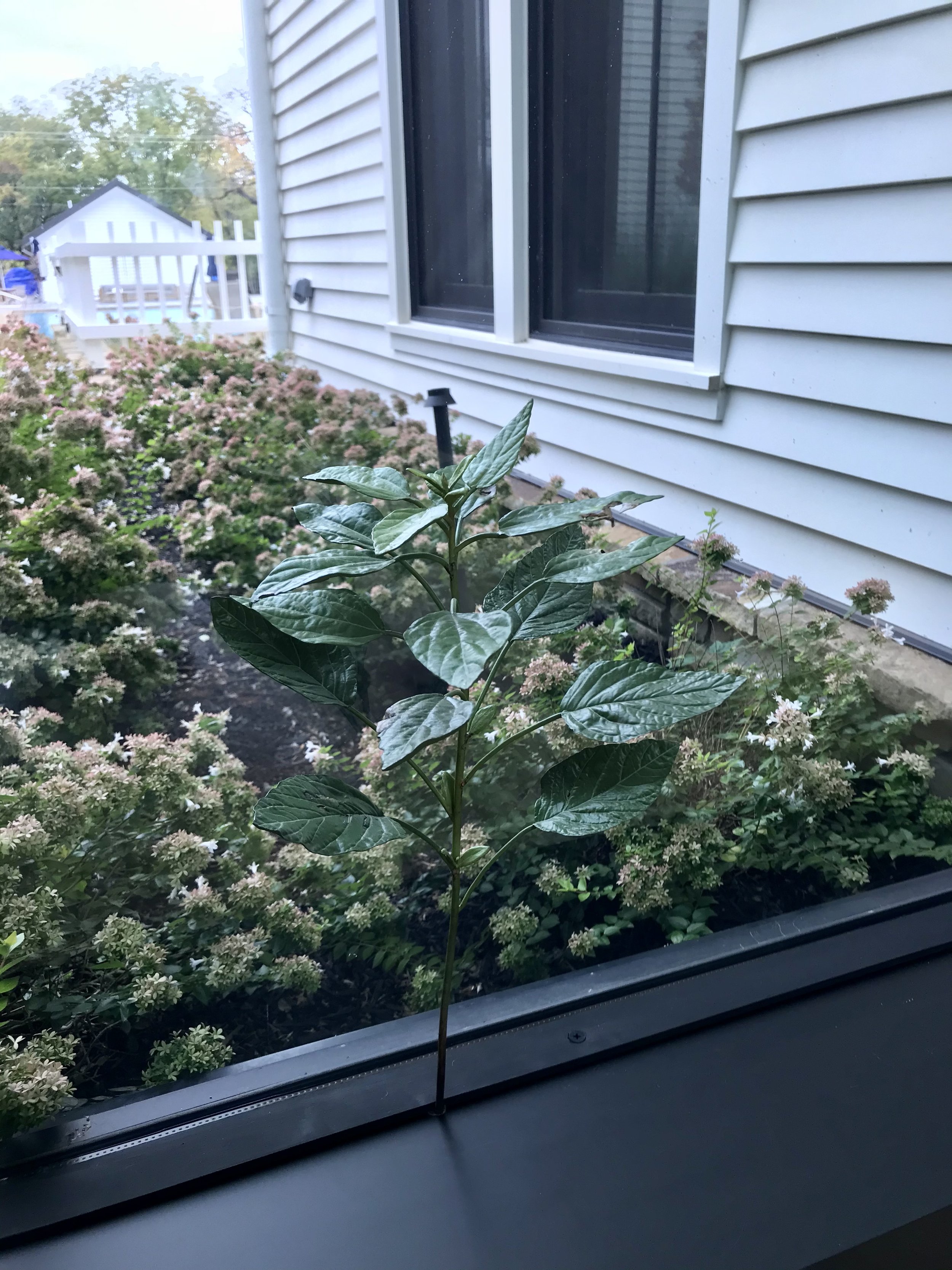 A potted plant with green leaves placed on a windowsill, with a garden and white house in the background.