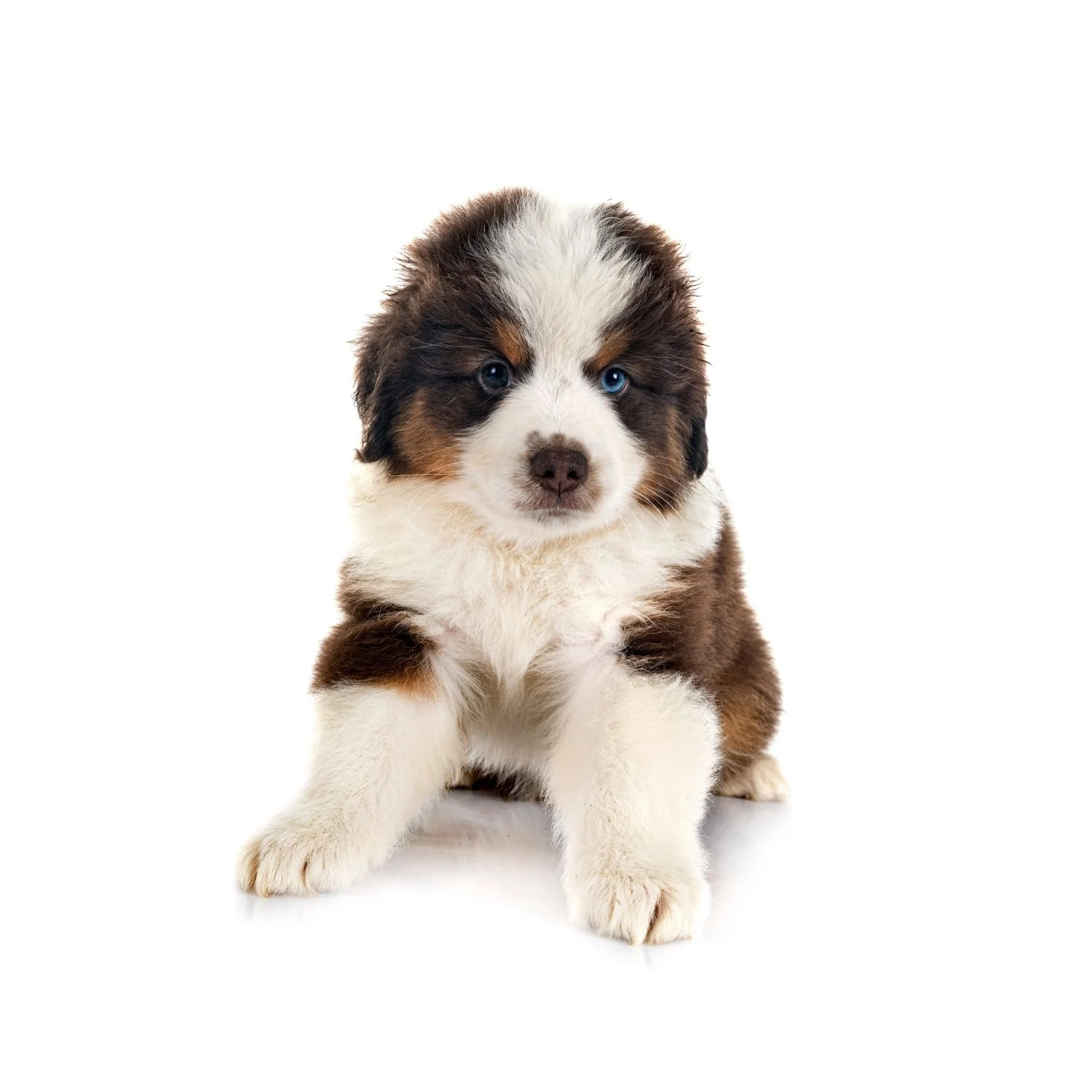 Puppy groom