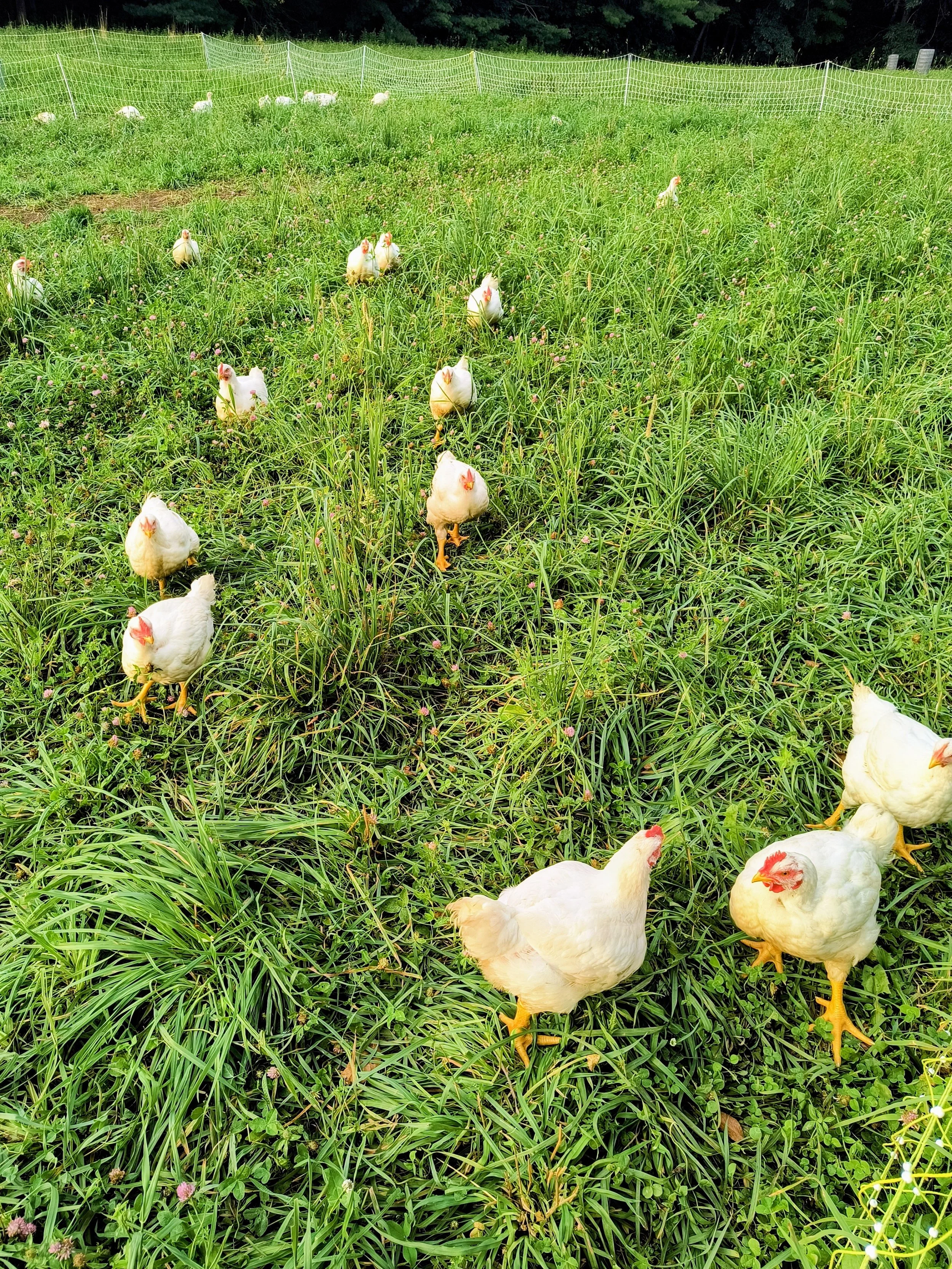 Five Pillars Butchery - Chickens walking in pasture