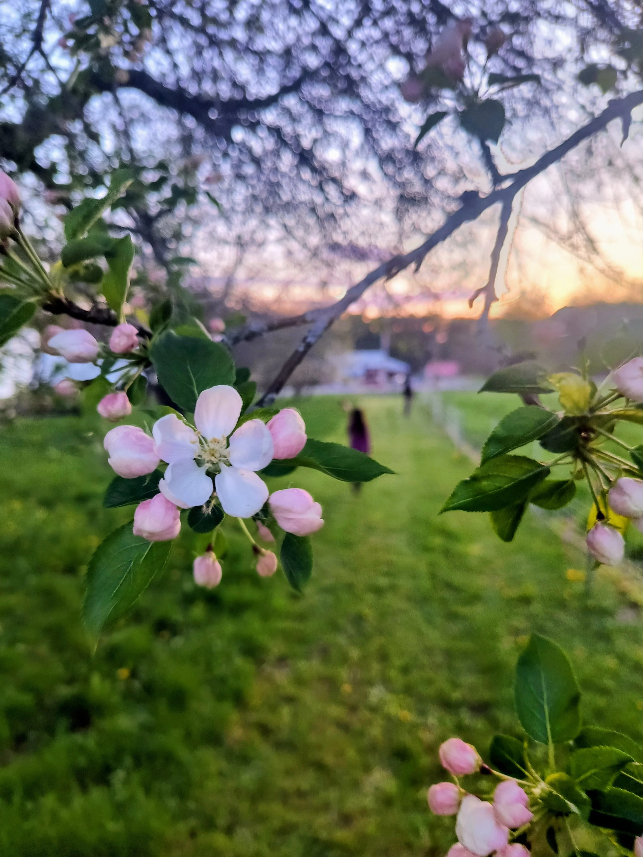 Five Pillars Butchery - Blossoms on tree with family in background