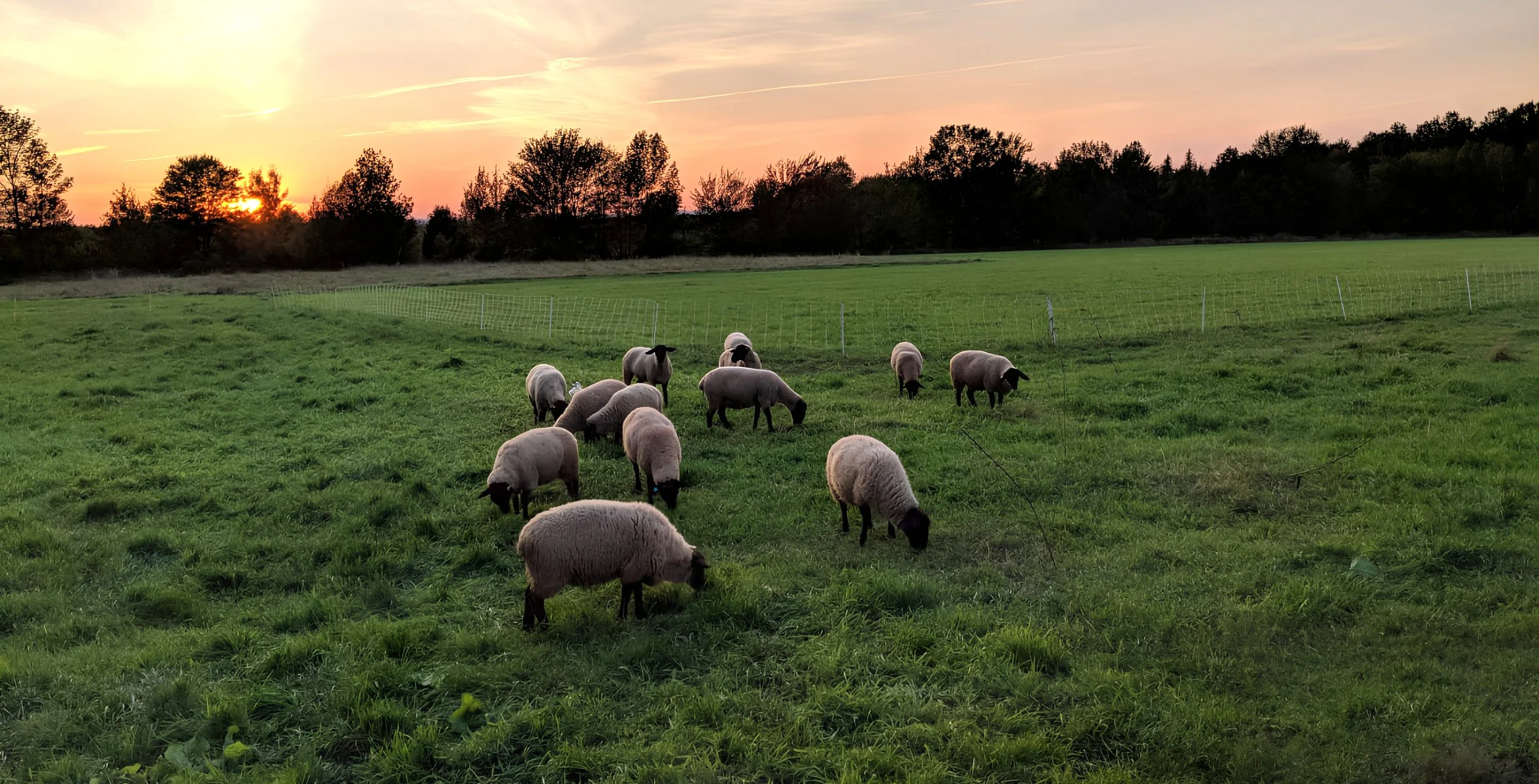 Five Pillars Butchery - Sheep in pasture at sundown