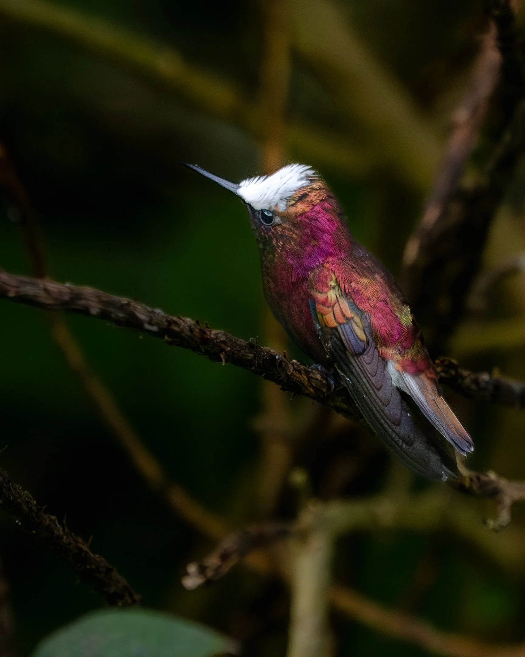 P1270804-3.jpg