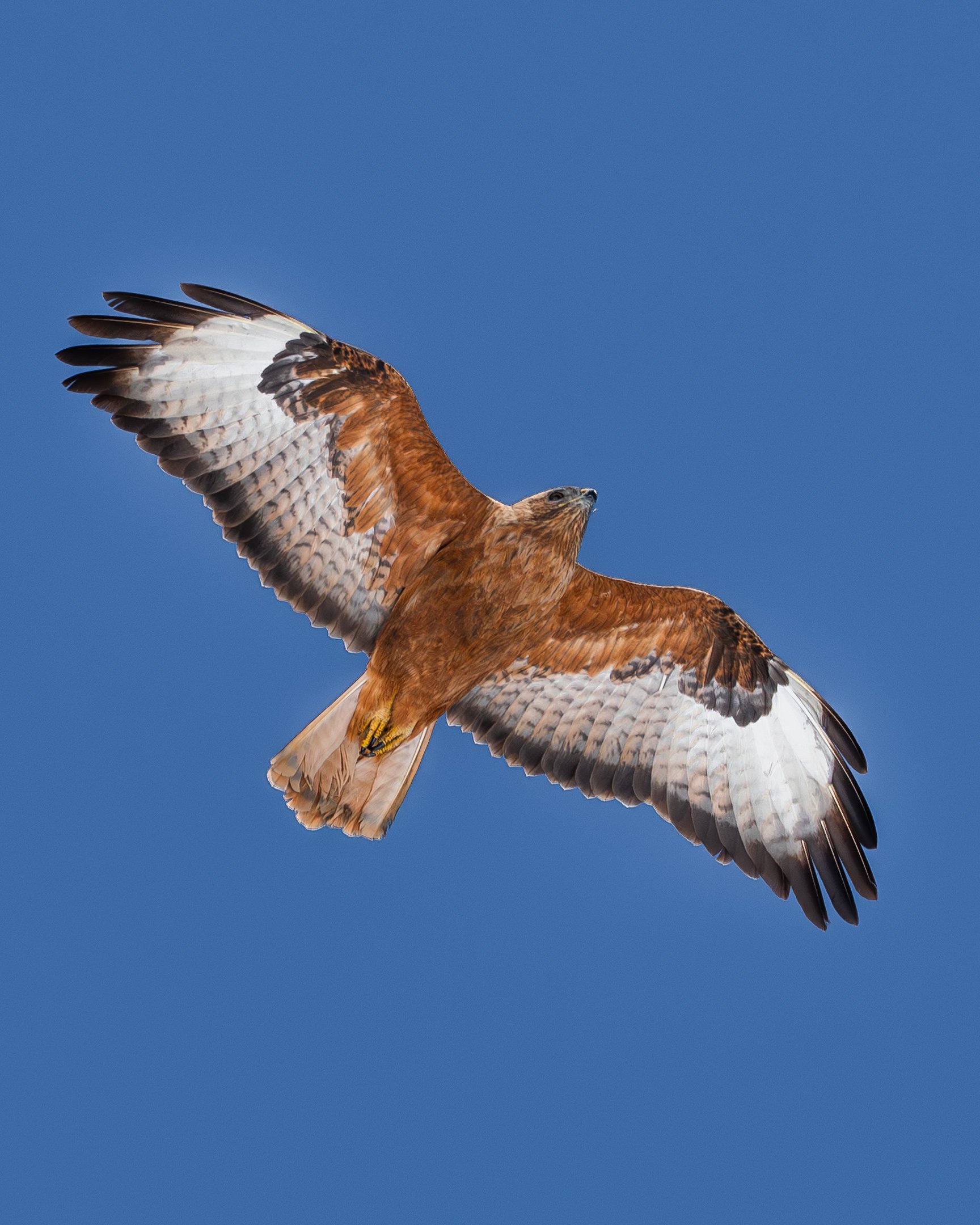 P4161680-3.jpg