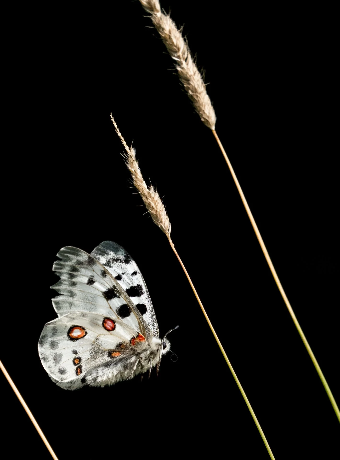 P7130288-2.jpg