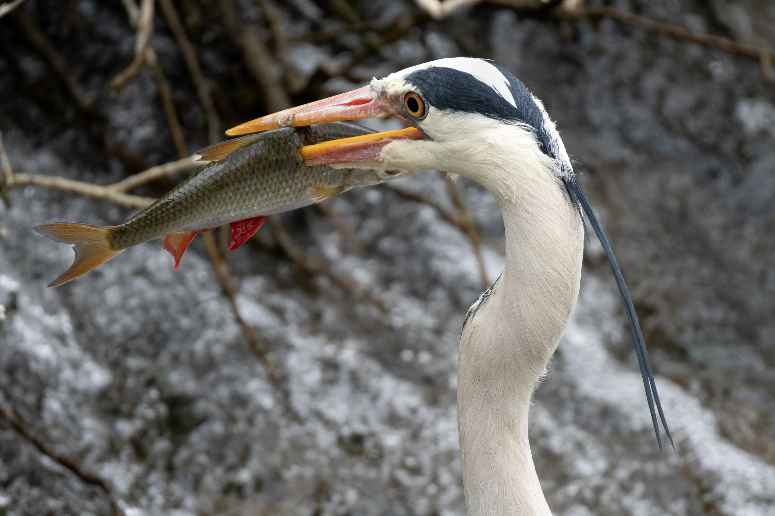 DSC_2925-1 EDIT.jpg