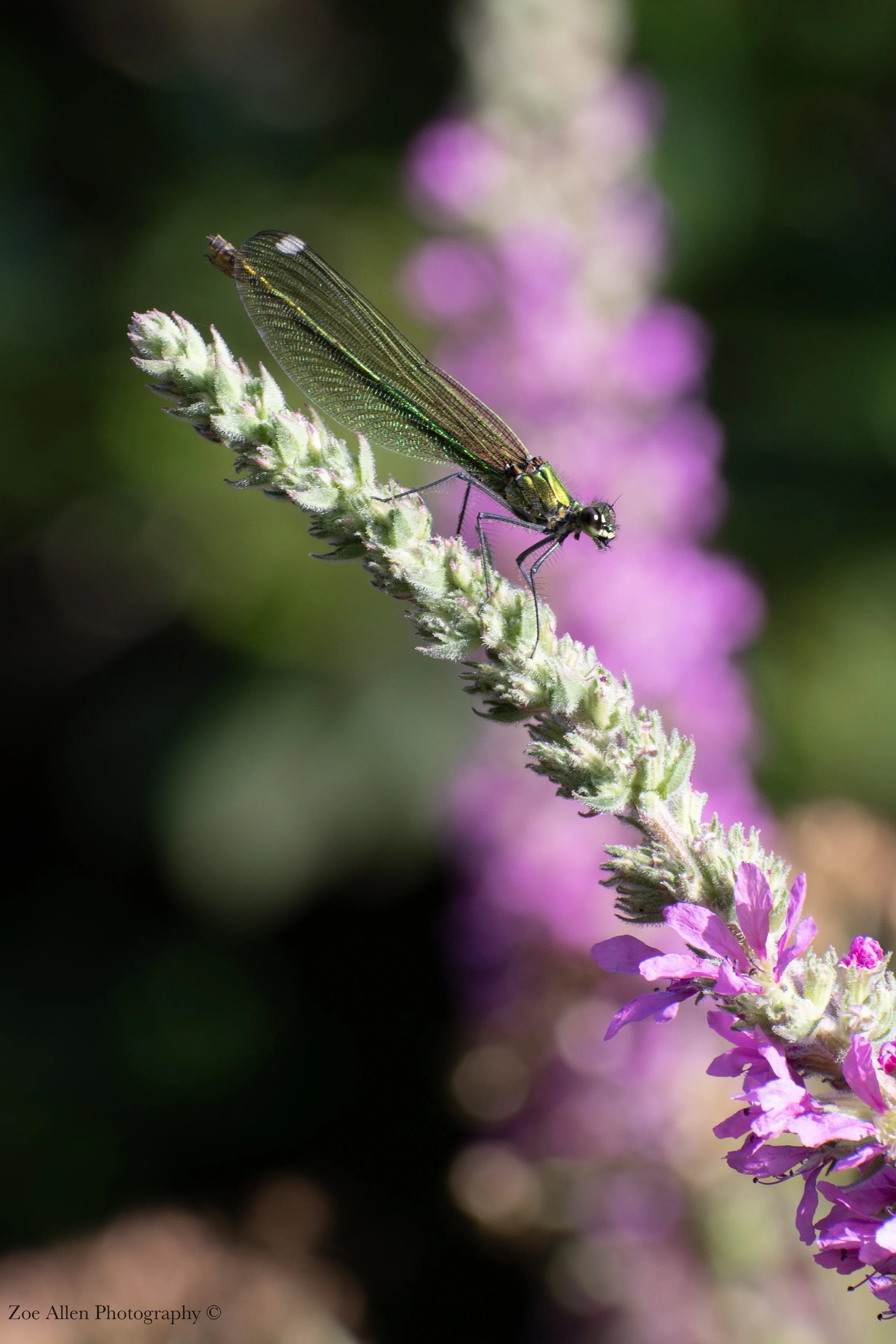 DSC_1597-1EDIT WM.jpg