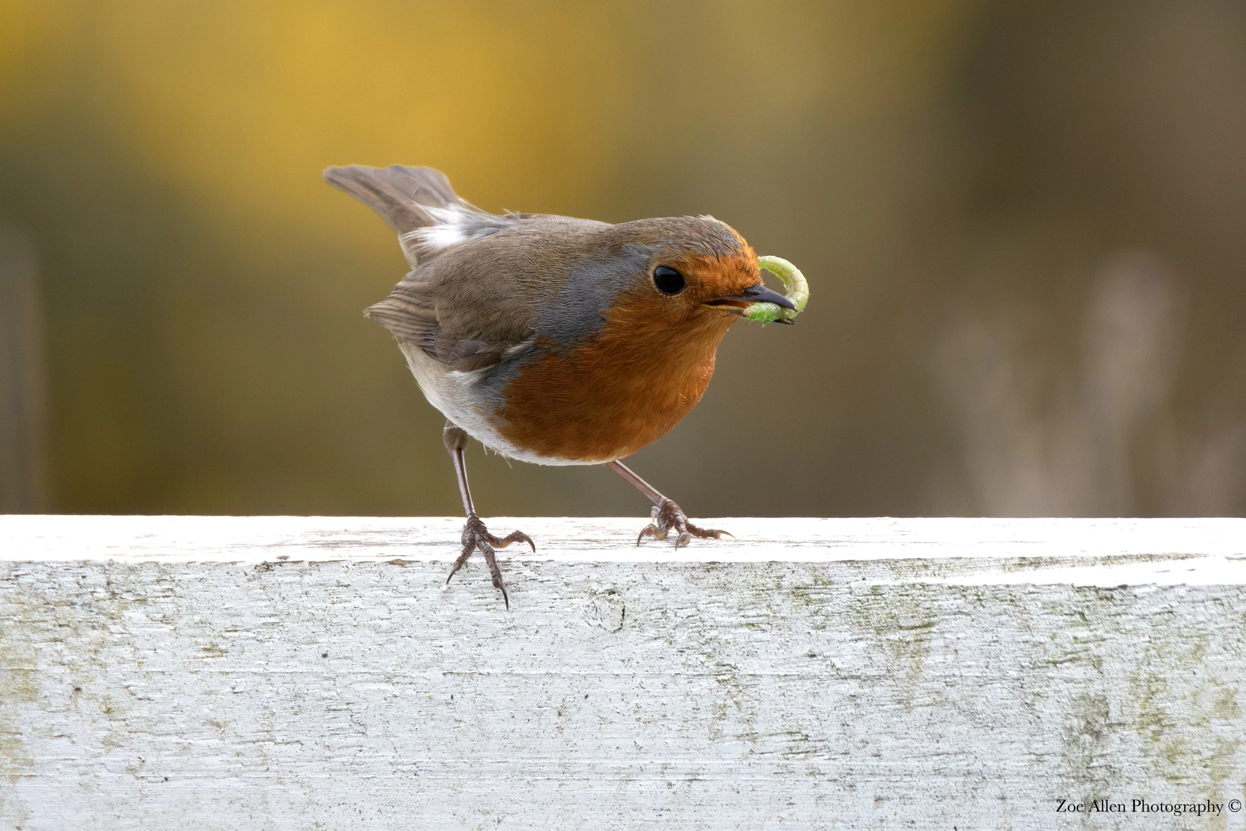 DSC_0947-1 EDIT WM.jpg