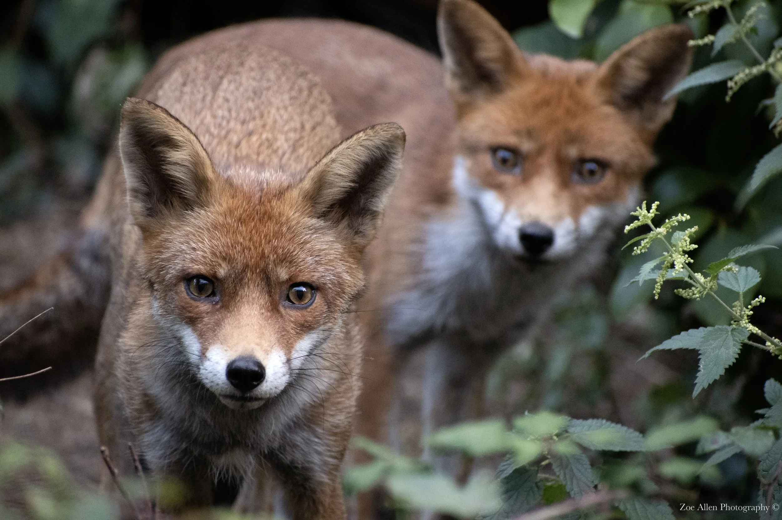 DSC_1647-1 EDIT WM.jpg