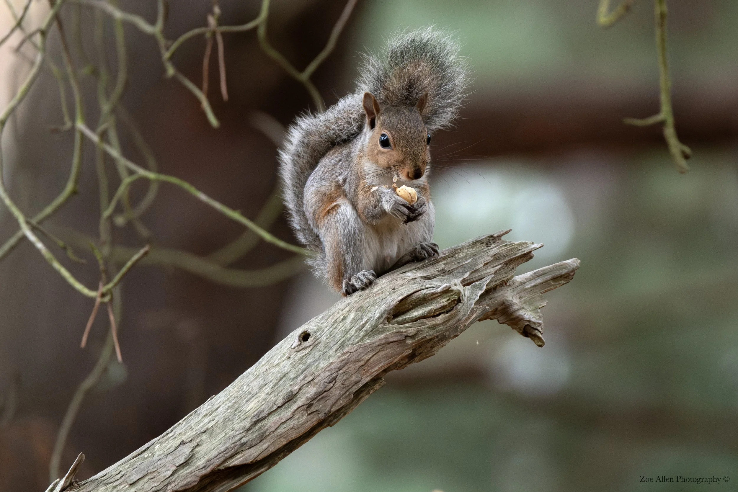 DSC_2116-1 EDIT WM.jpg