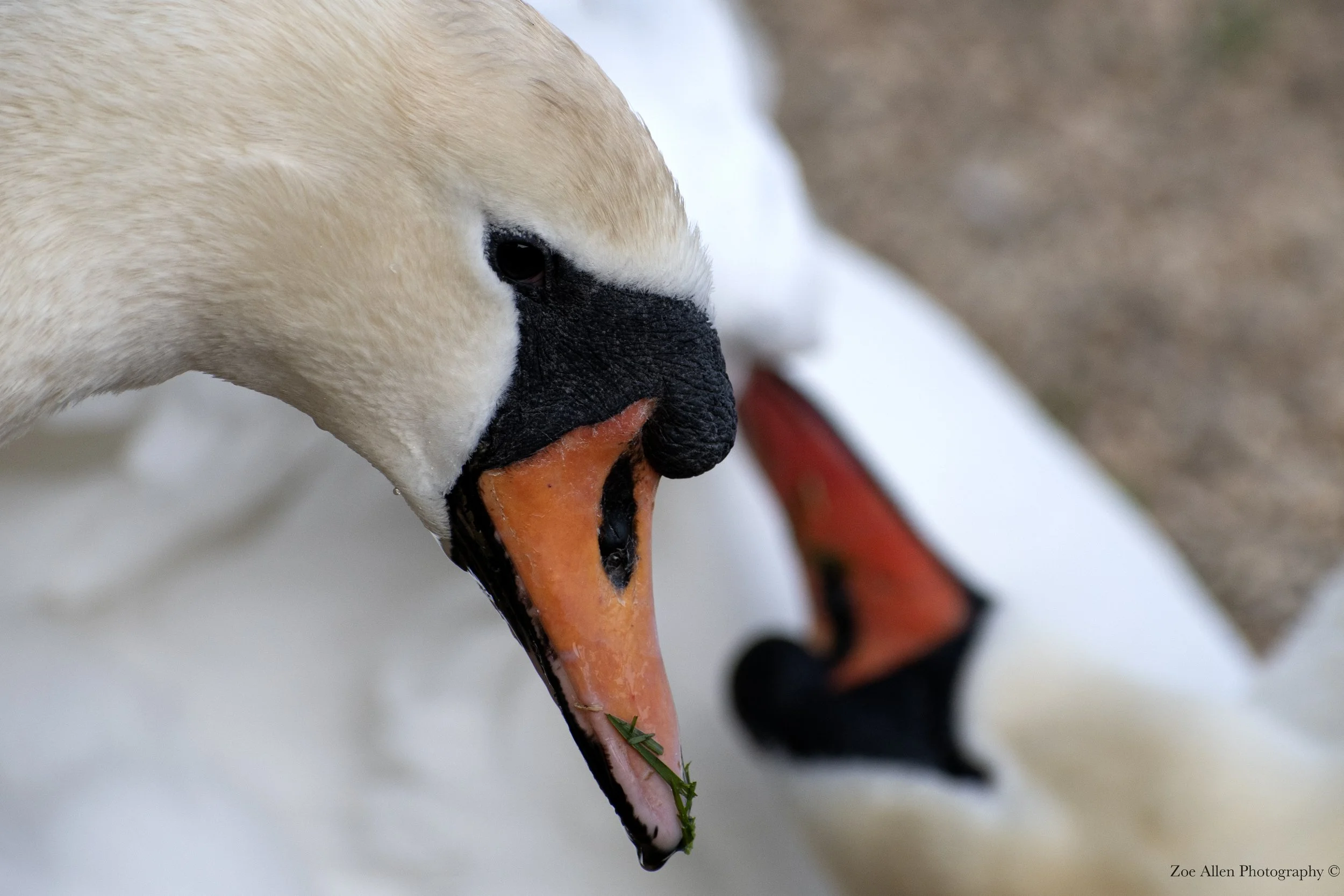 Mute swans, Abbotsbury 