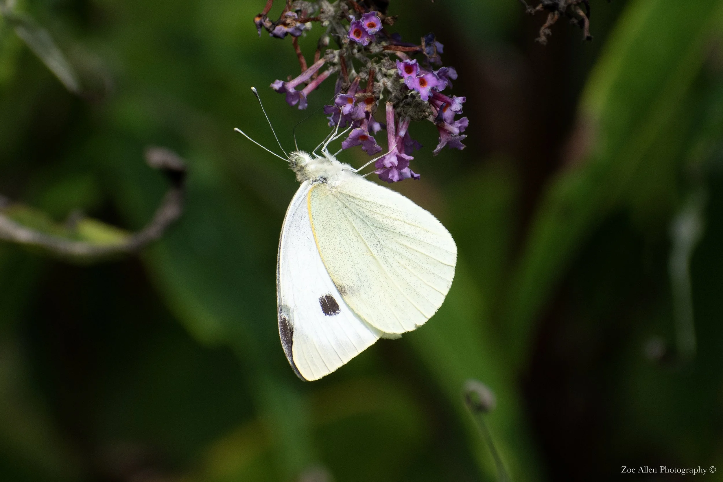 DSC_0147-1 EDIT WM.jpg