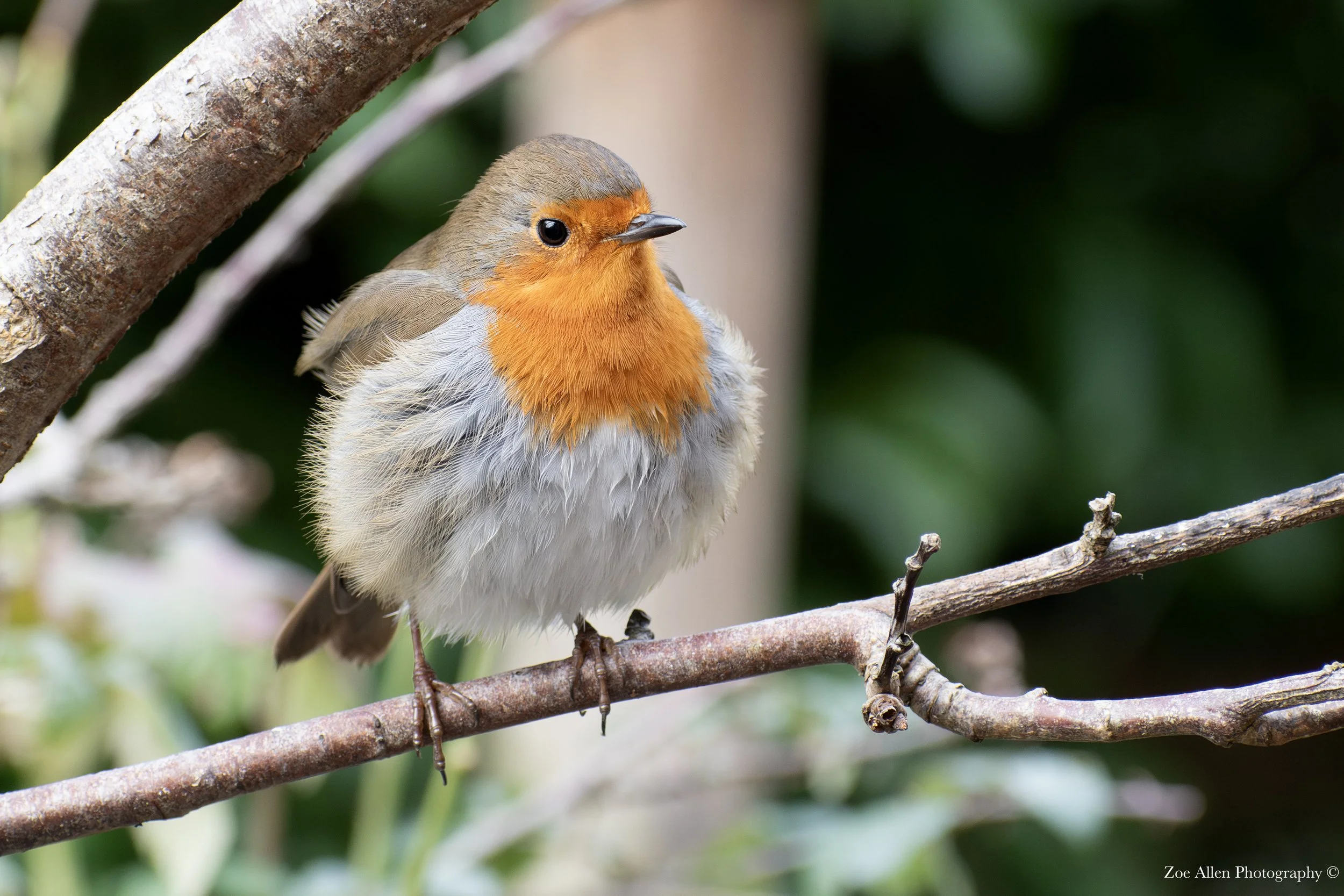 DSC_0297-1EDIT WM.jpg