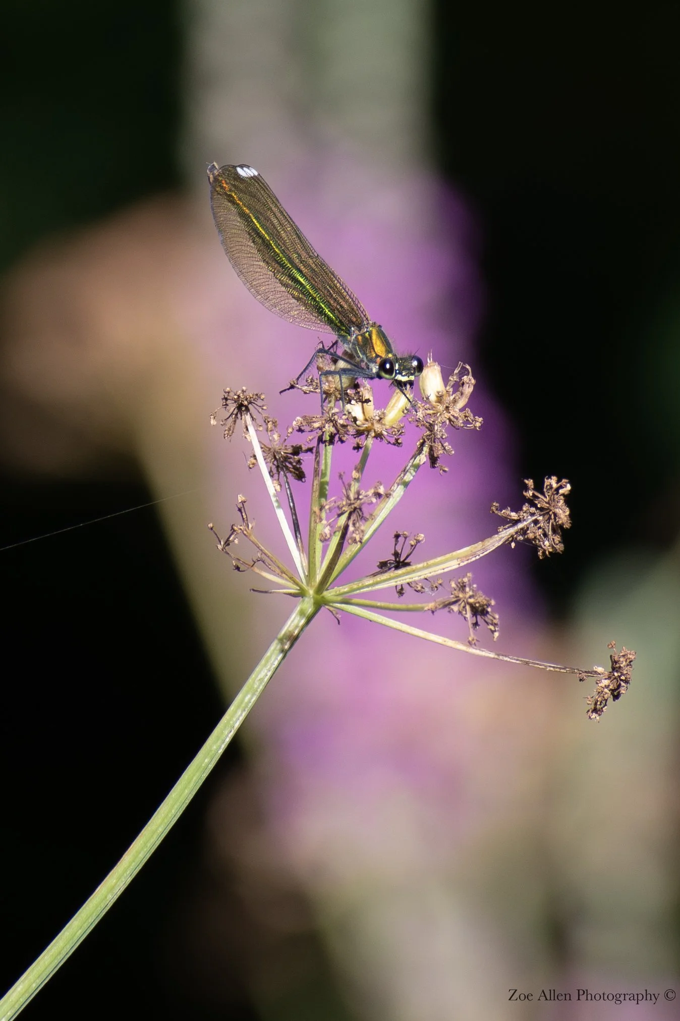 DSC_1537-1EDIT WM.jpg