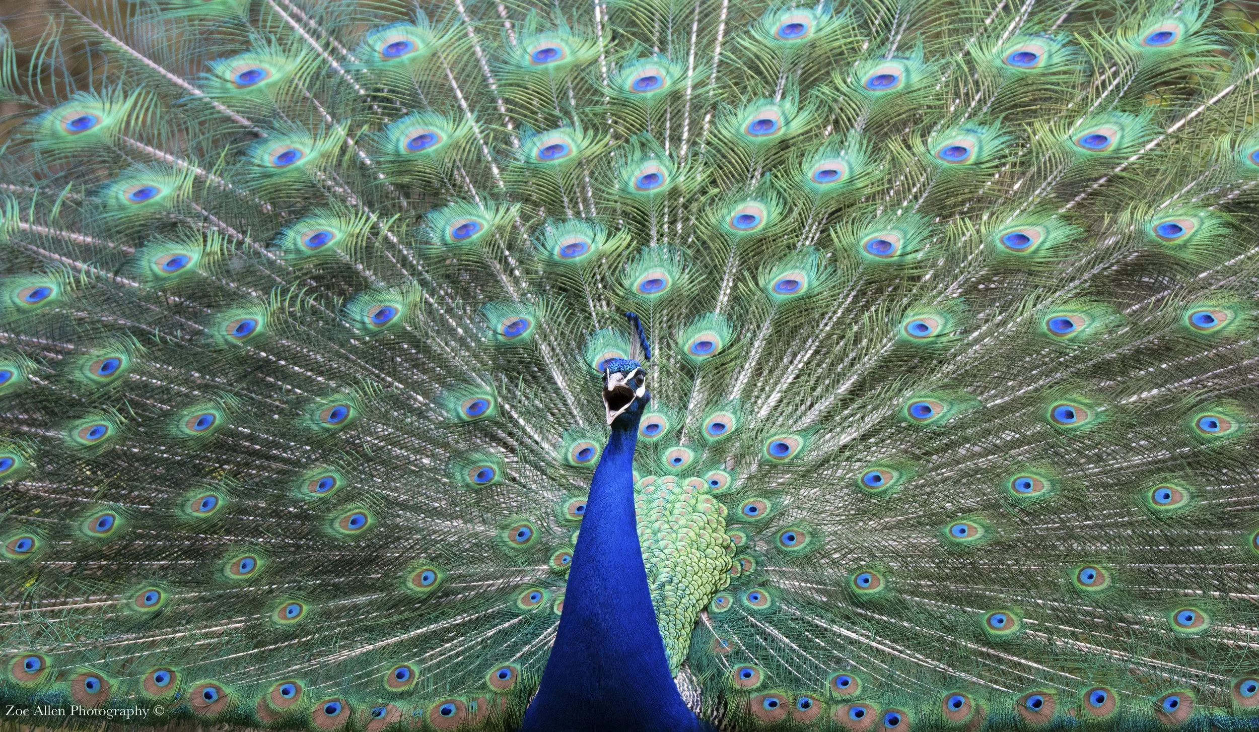 DSC_4190-1EDIT WM.jpg