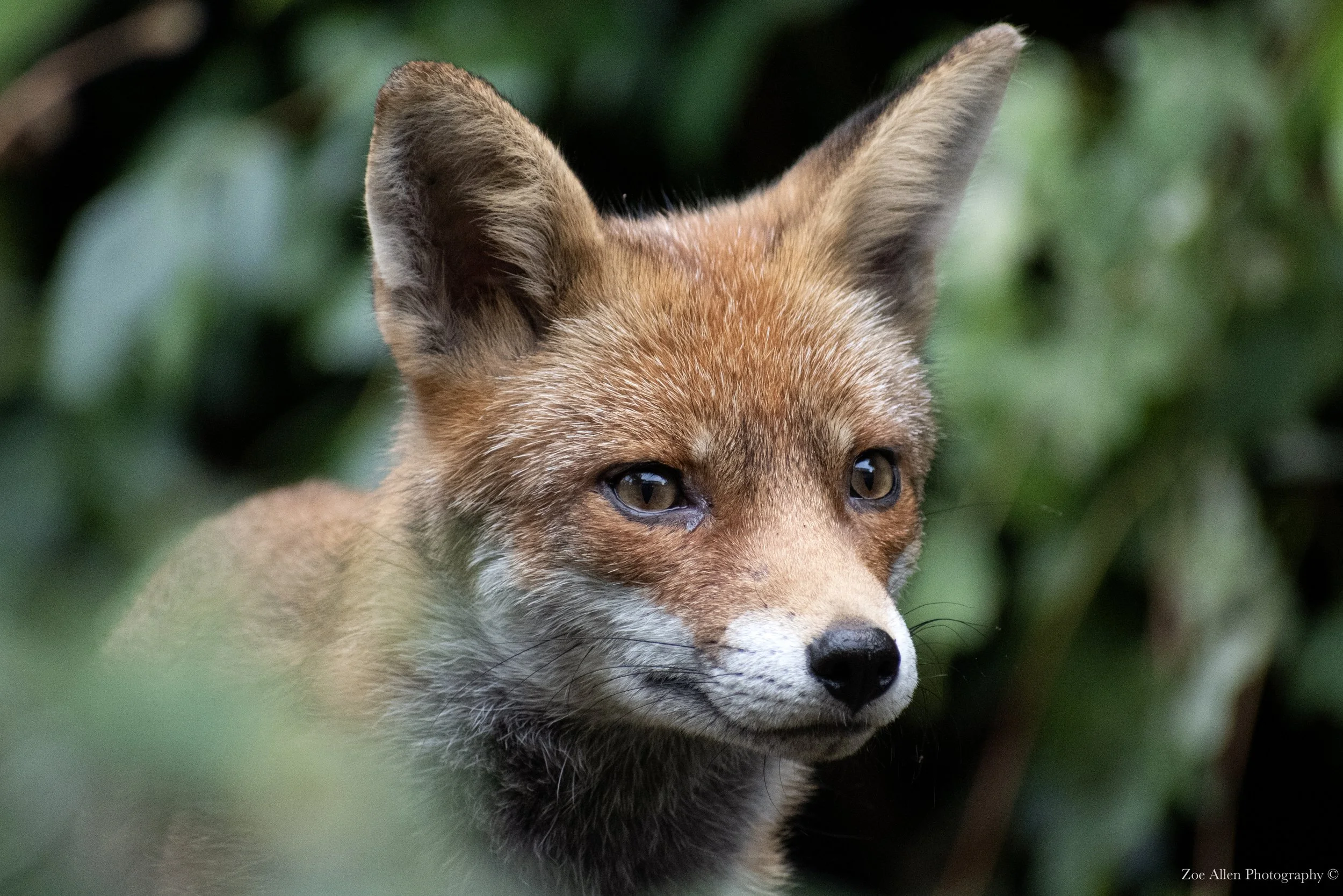 DSC_1678-1 (1) EDIT WMy.jpg